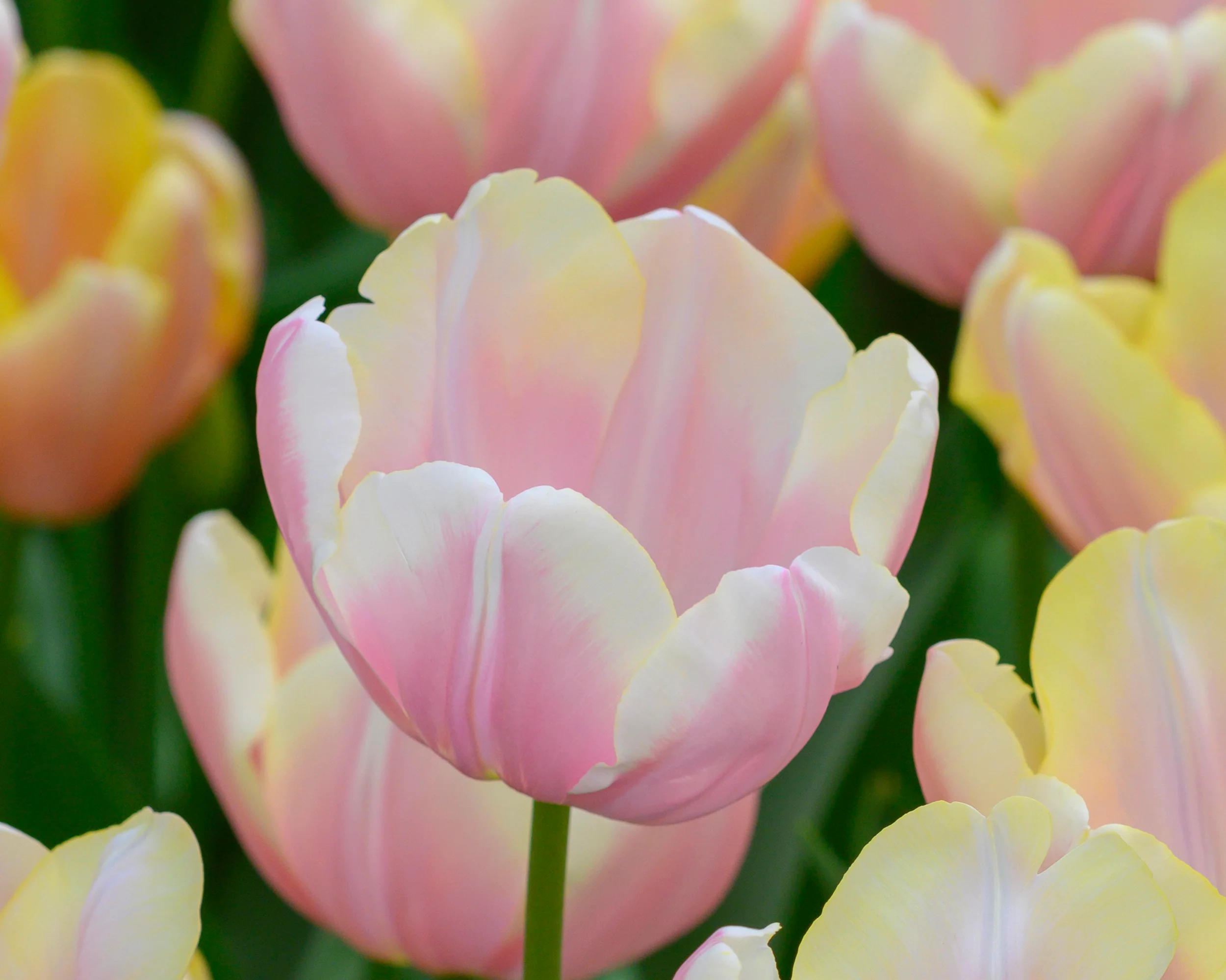 Tulip 'Mango Charm' - Image 3