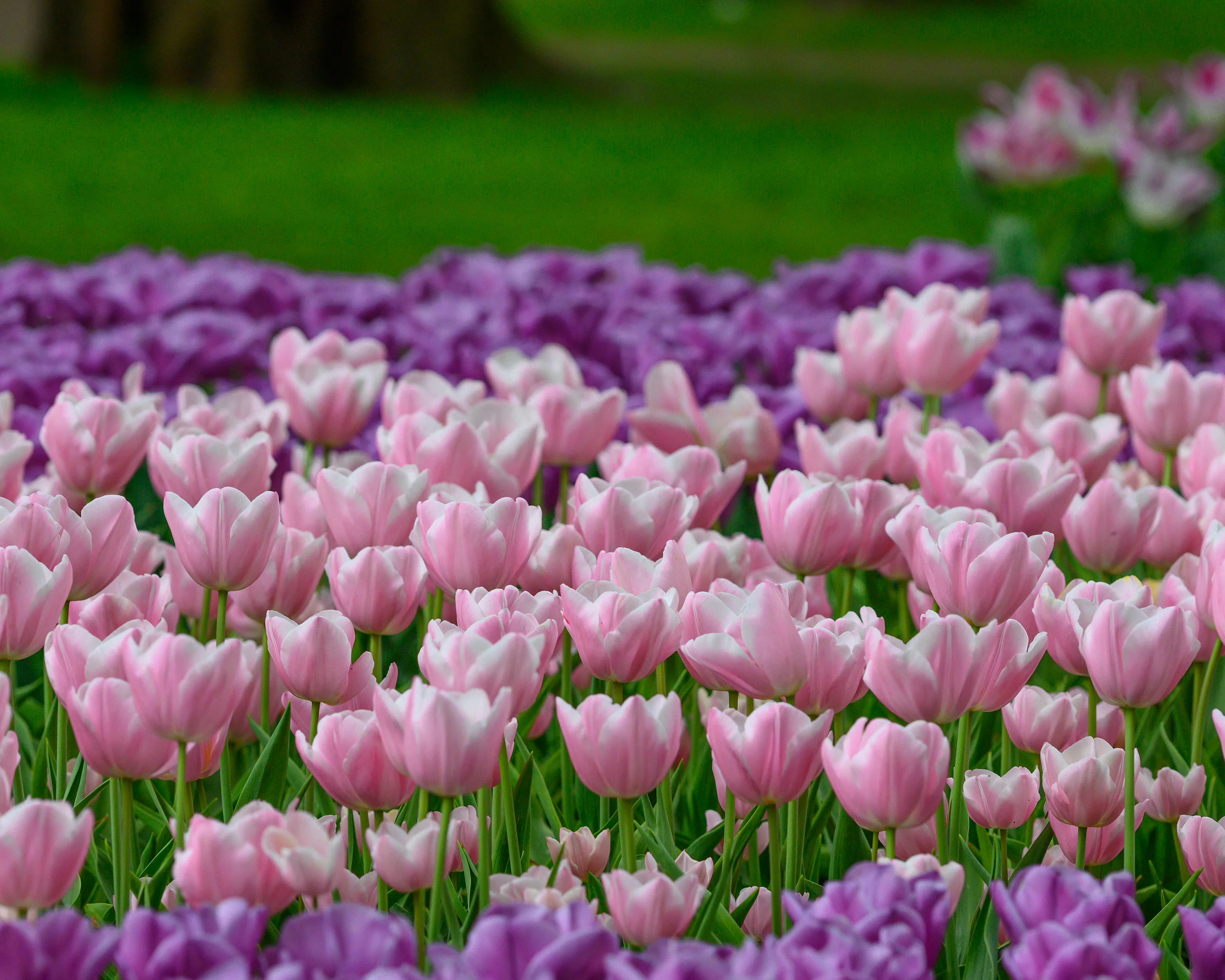 Tulip 'Mango Charm' - Image 8