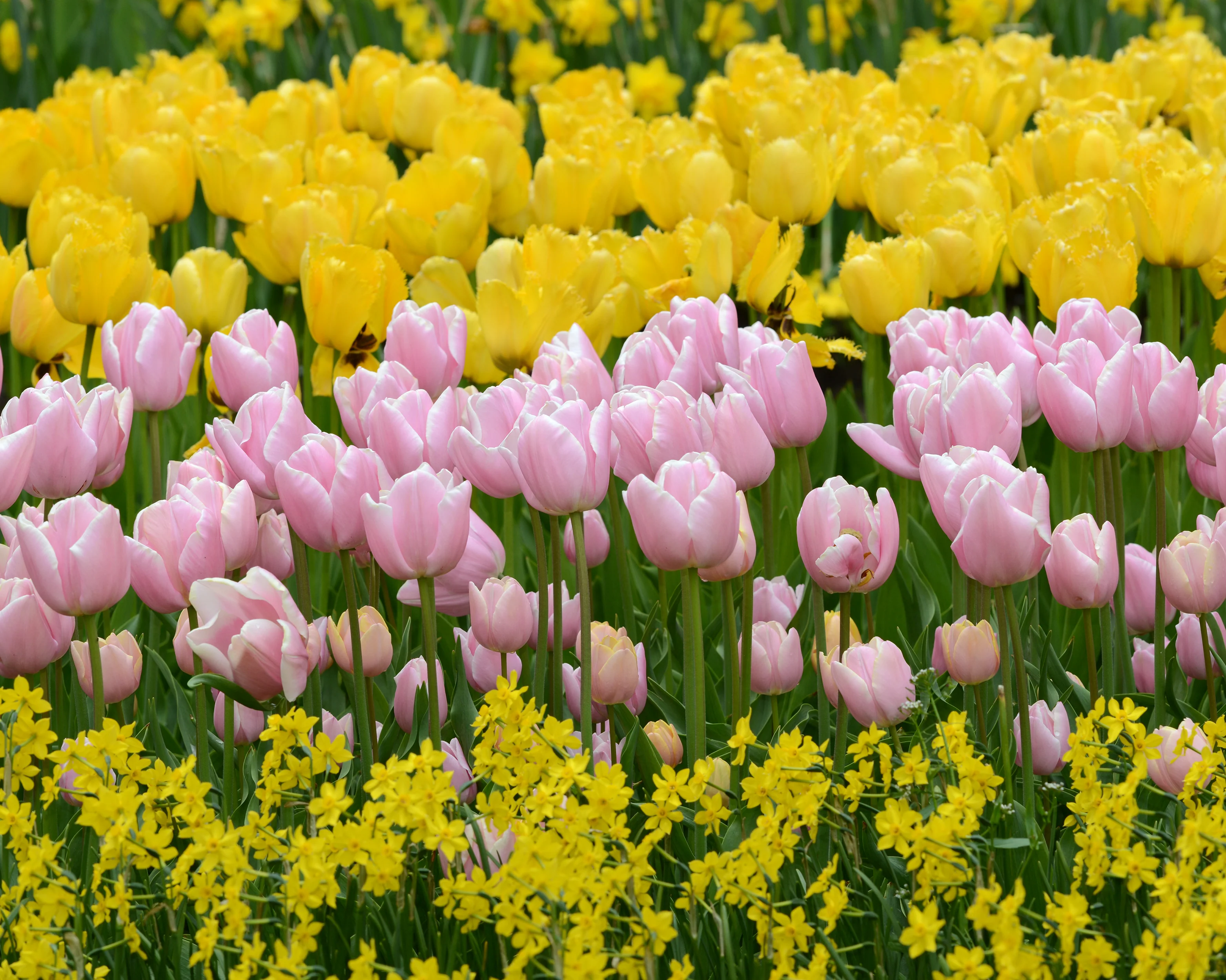 Tulip 'Mango Charm' - Image 9