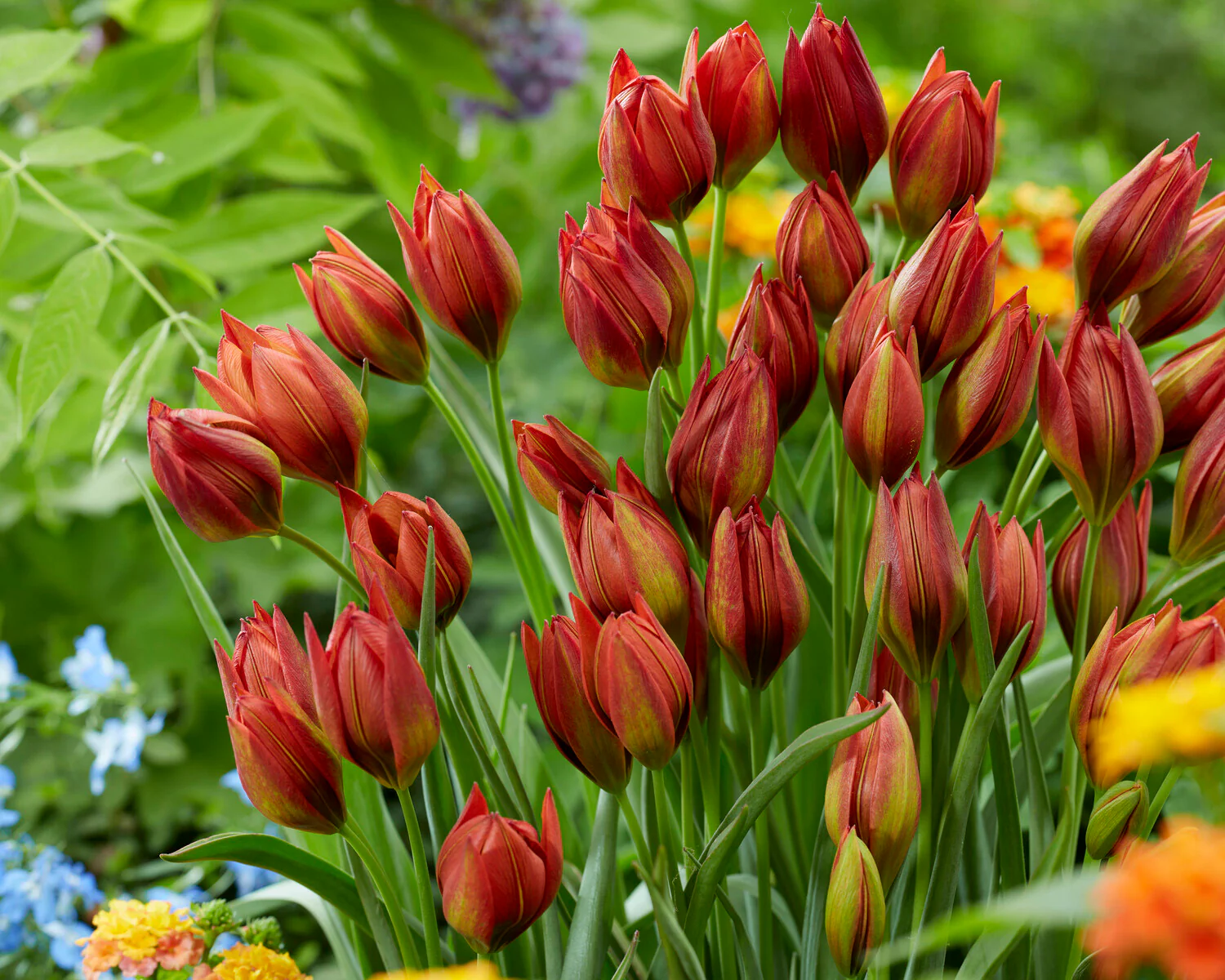 Tulip 'Mara' - Image 4
