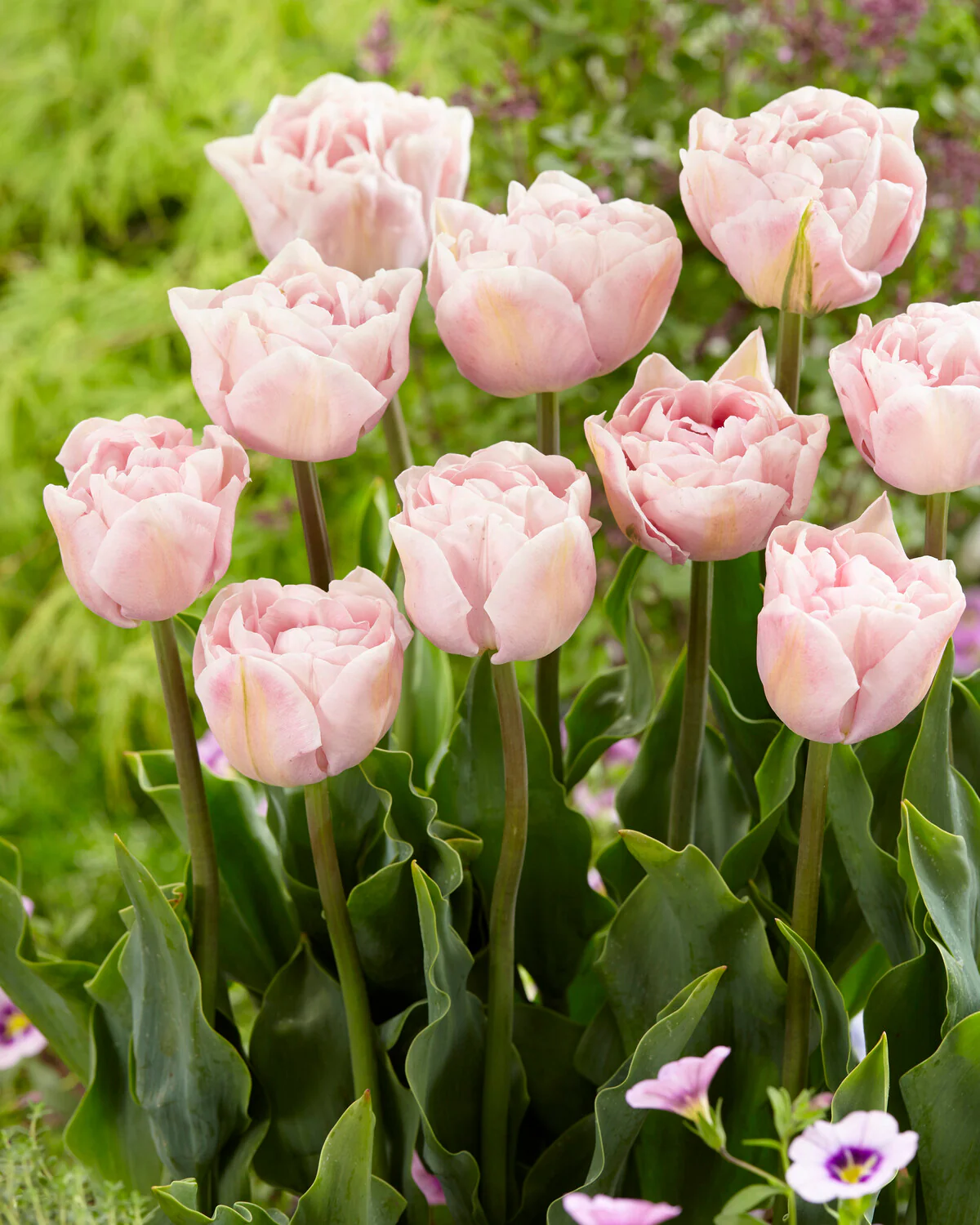 Tulip 'Mariage' - Image 3