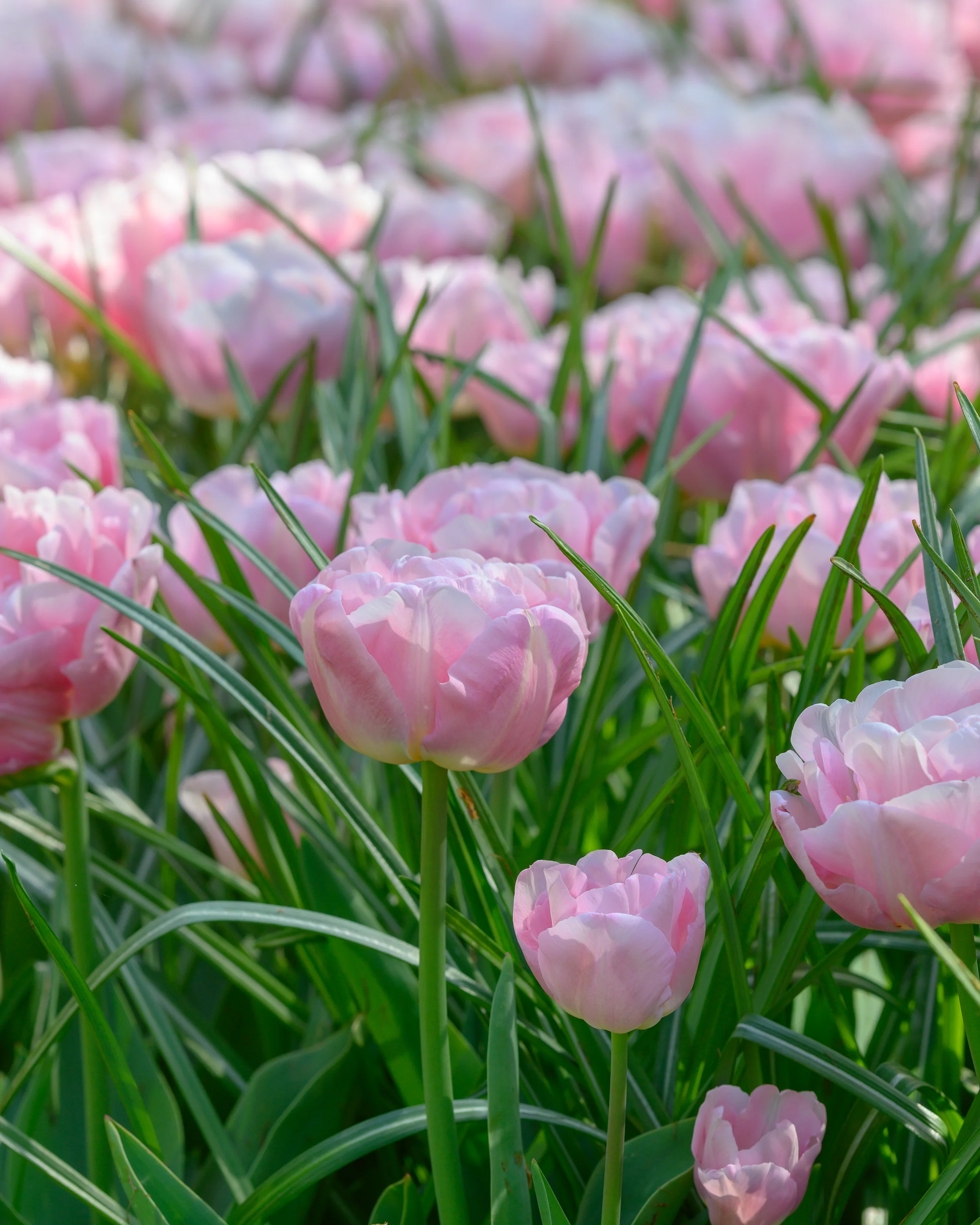 Tulip 'Mariage' - Image 4