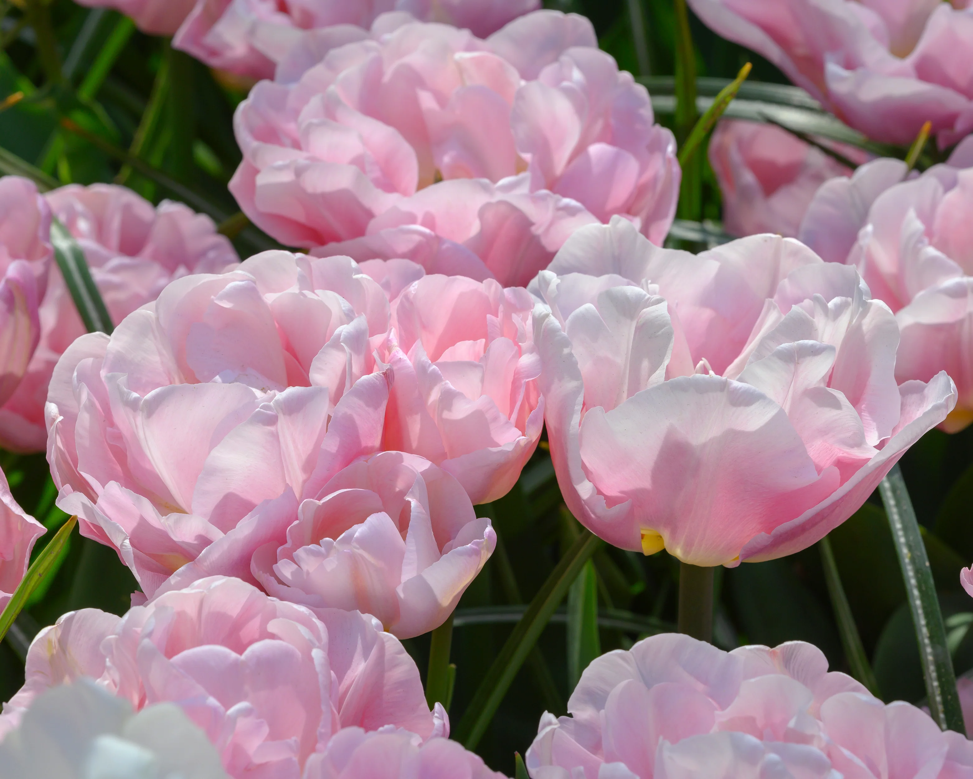 Tulip 'Mariage' - Image 6