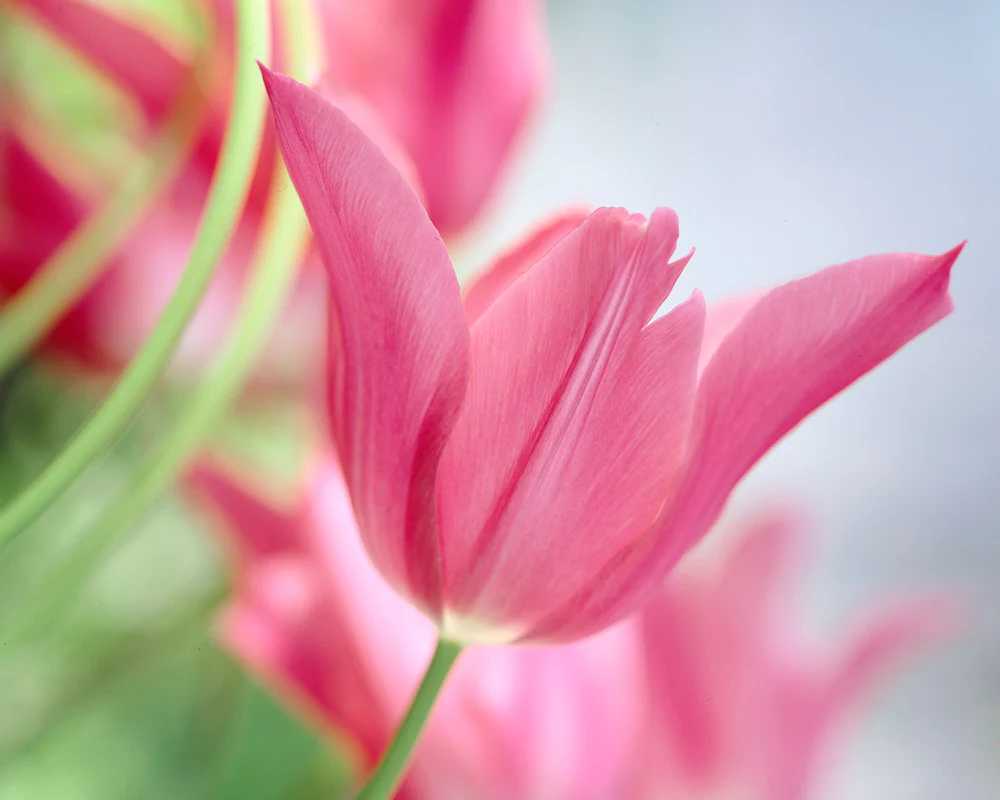 Tulip 'Mariette' - Image 11
