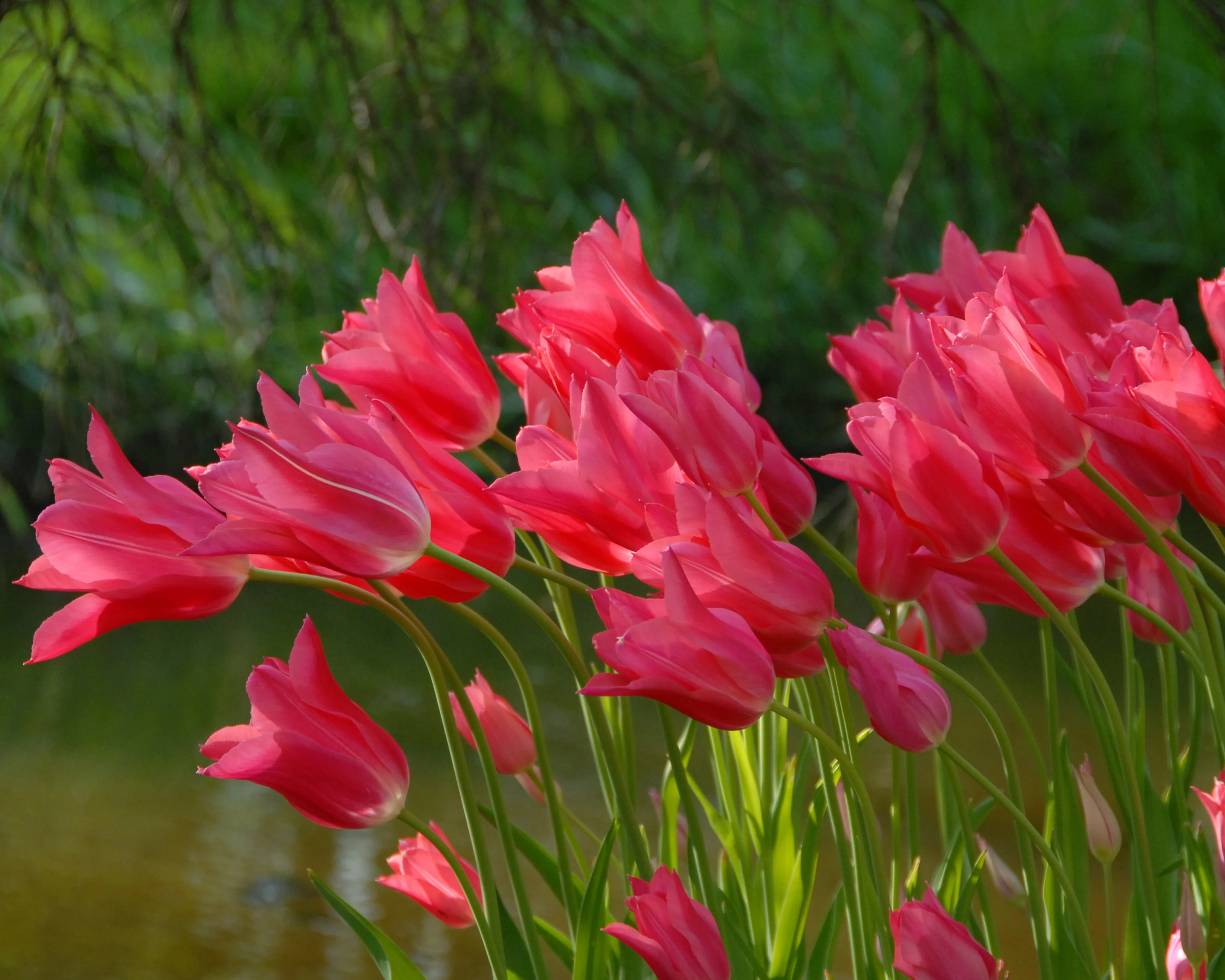 Tulip 'Mariette' - Image 5
