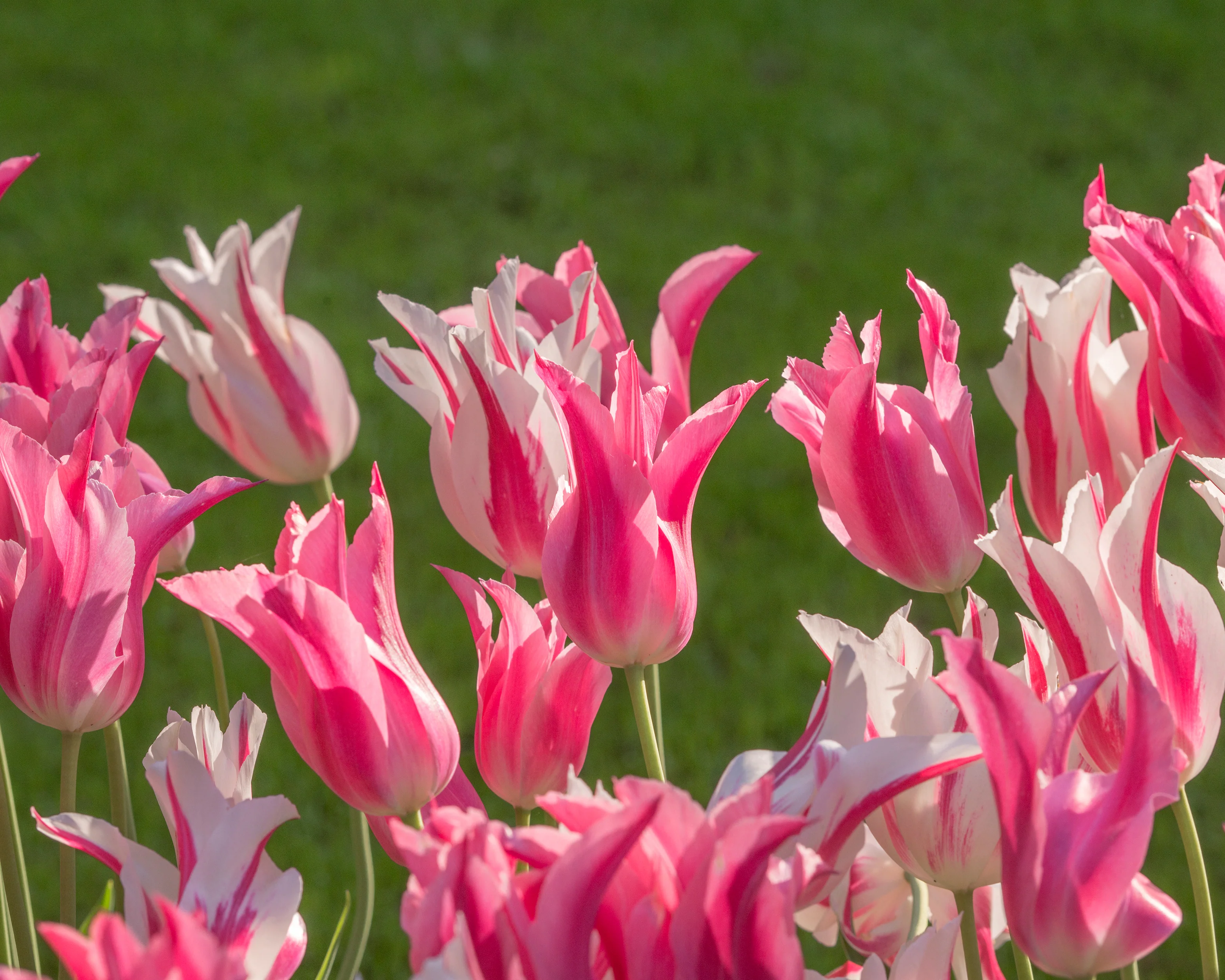 Tulip 'Mariette' - Image 9