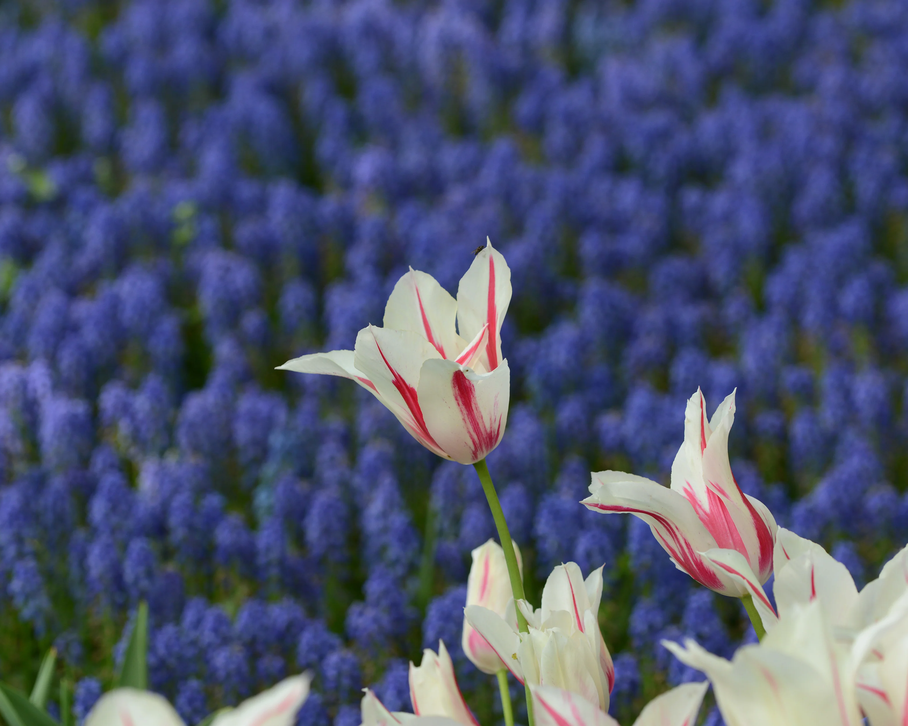 Tulip 'Marilyn' - Image 5