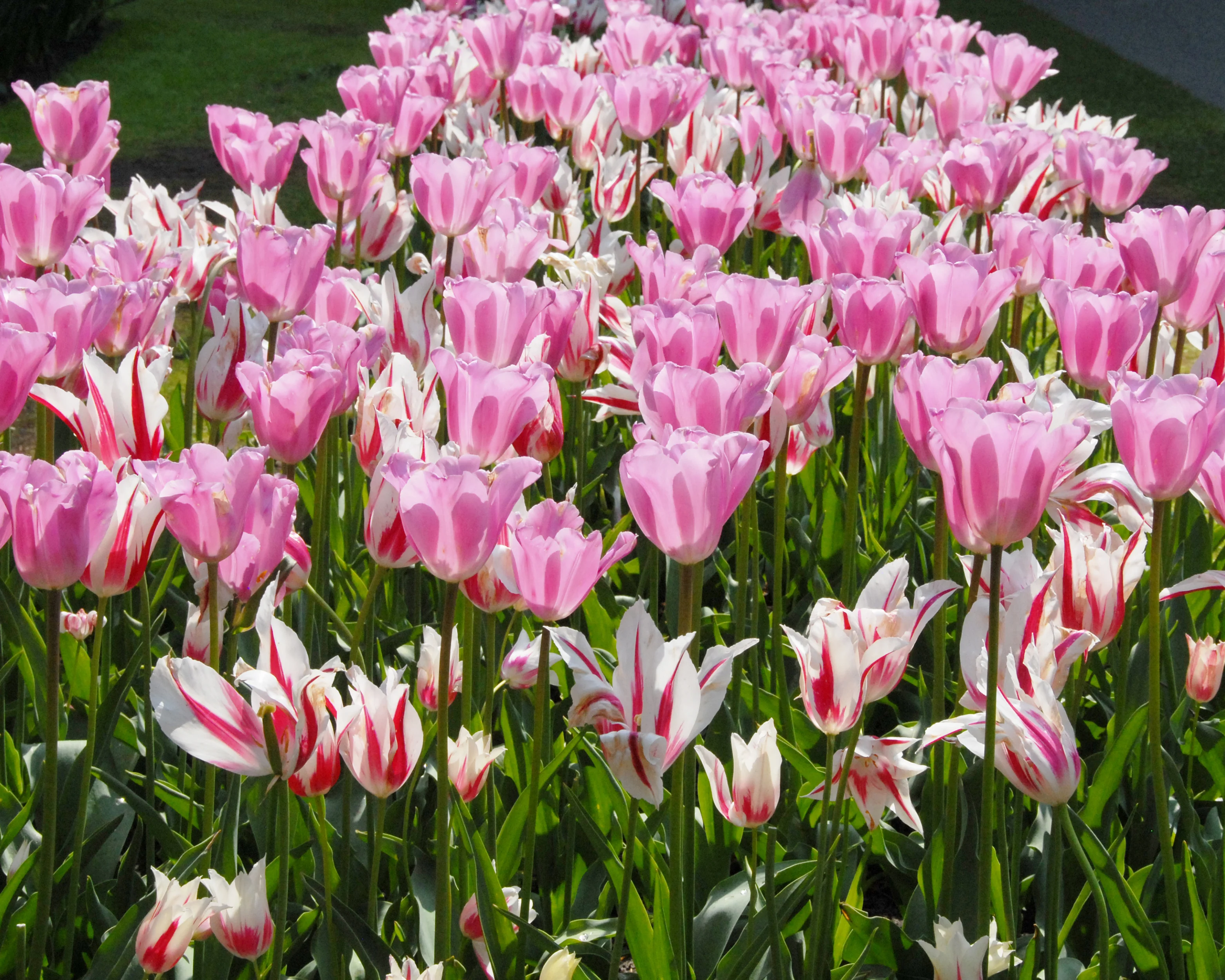 Tulip 'Marilyn' - Image 7