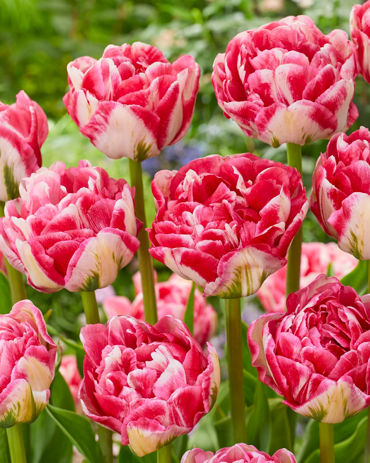 Tulip 'Marshmallow' - Image 10