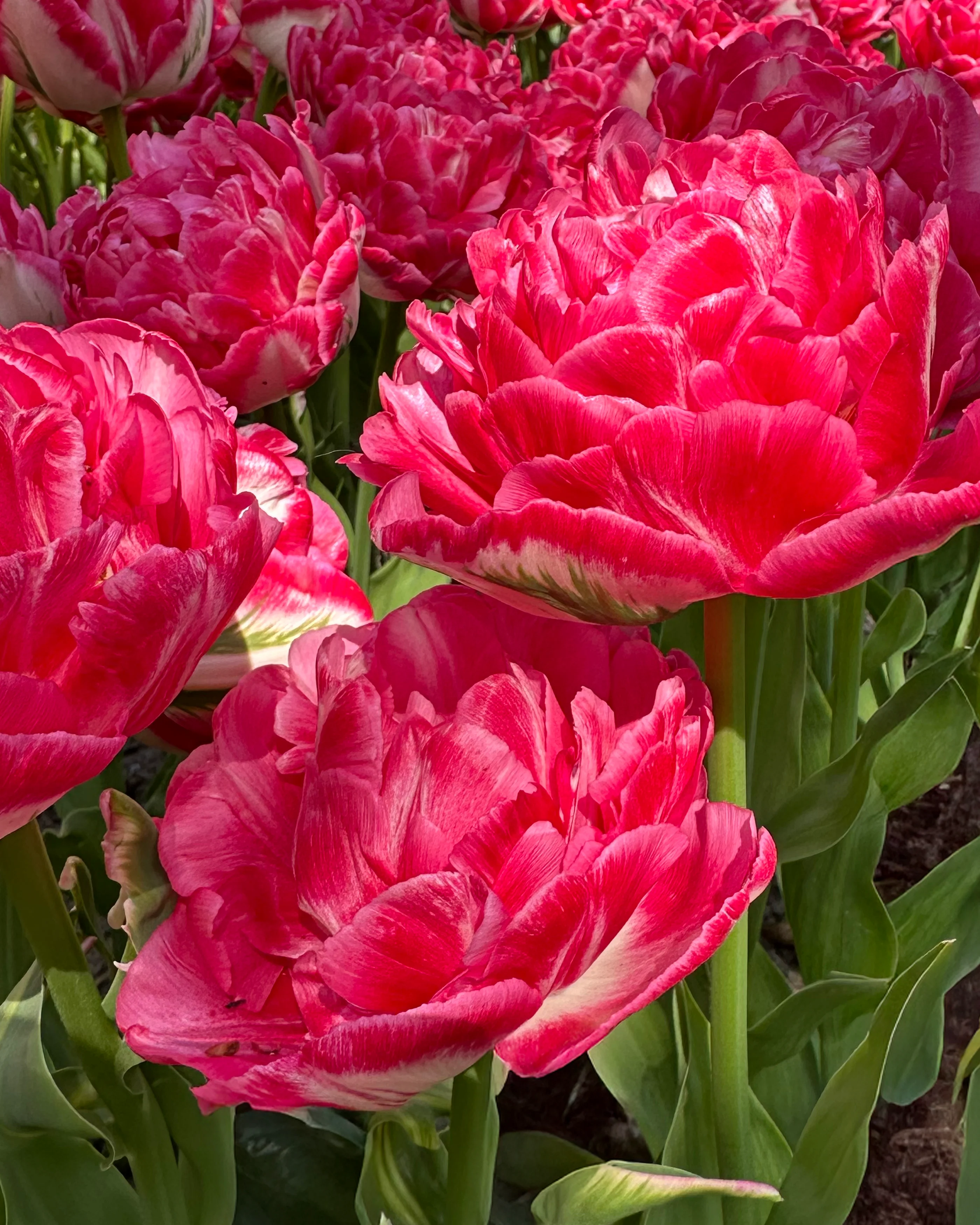 Tulip 'Marshmallow' - Image 12