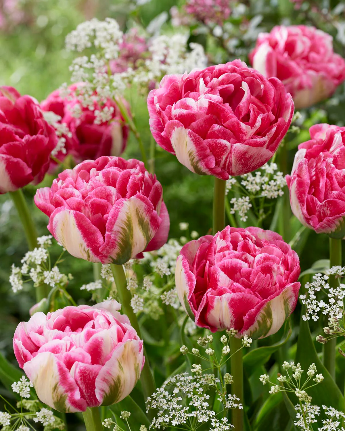 Tulip 'Marshmallow' - Image 2