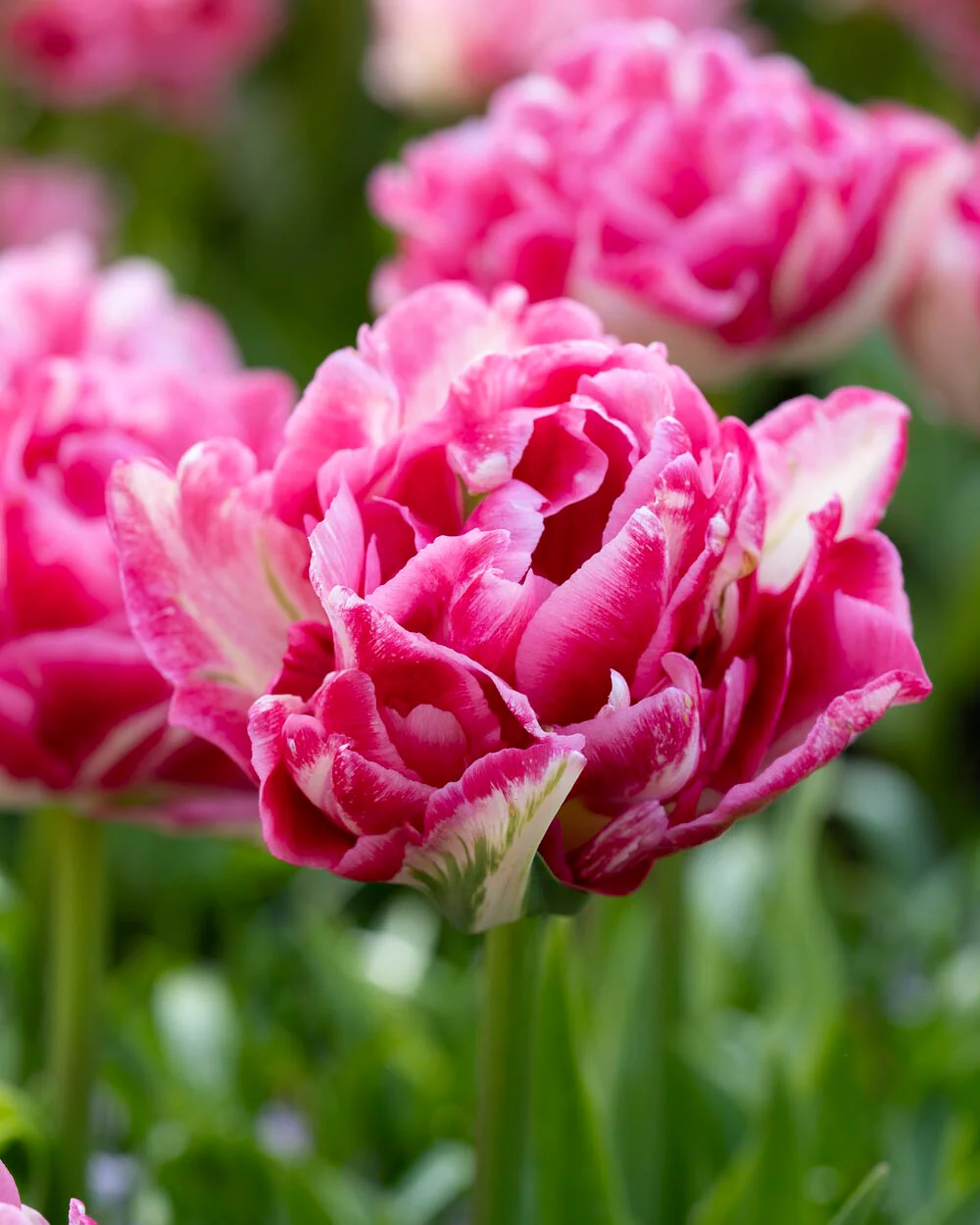 Tulip 'Marshmallow' - Image 7