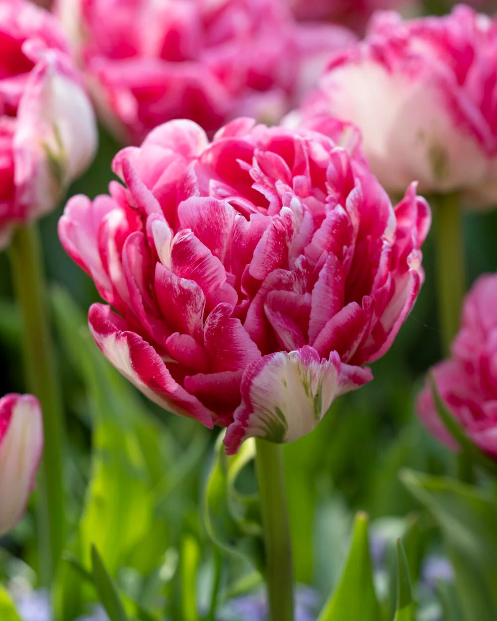 Tulip 'Marshmallow' - Image 9
