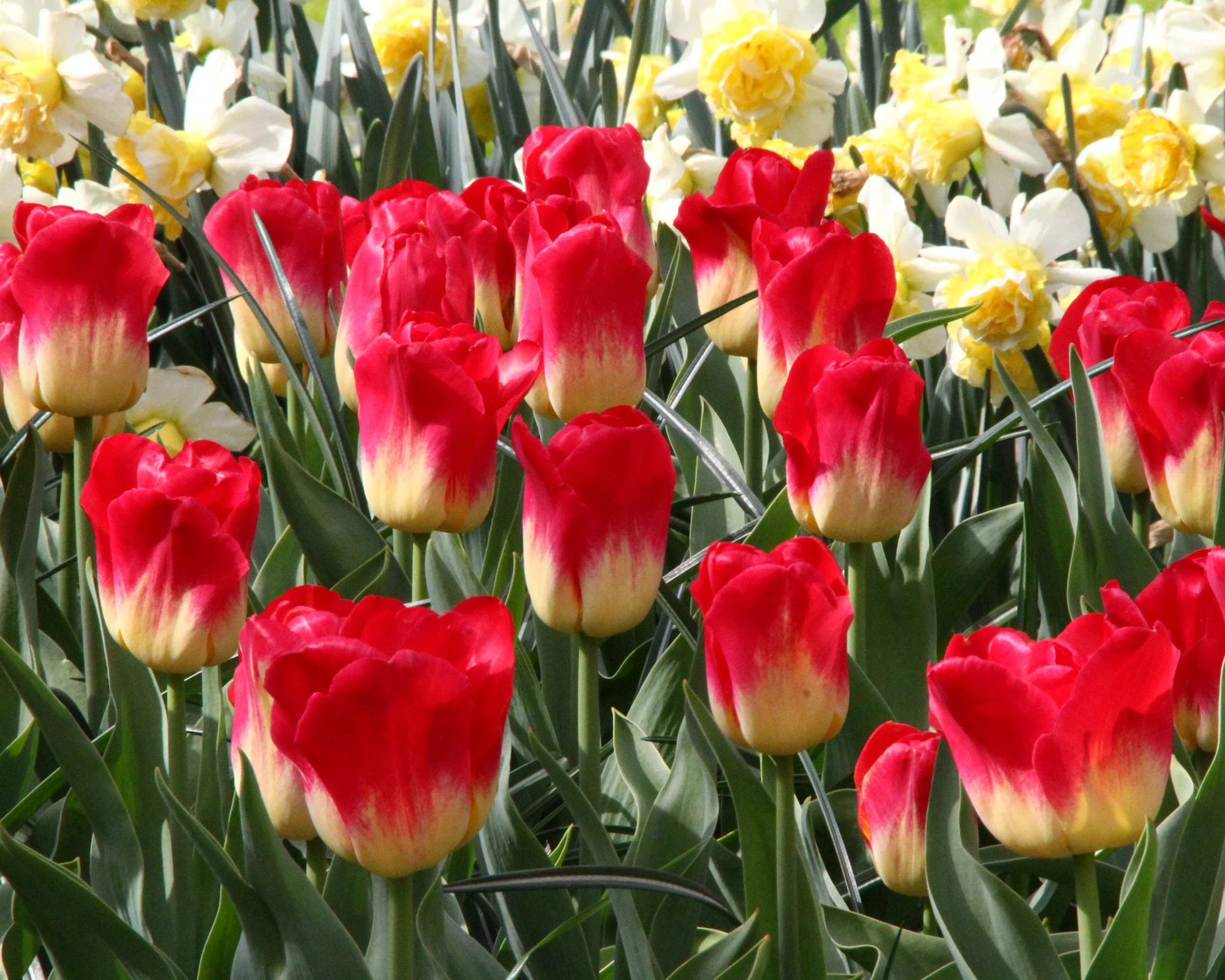 Tulip 'Match' - Image 5