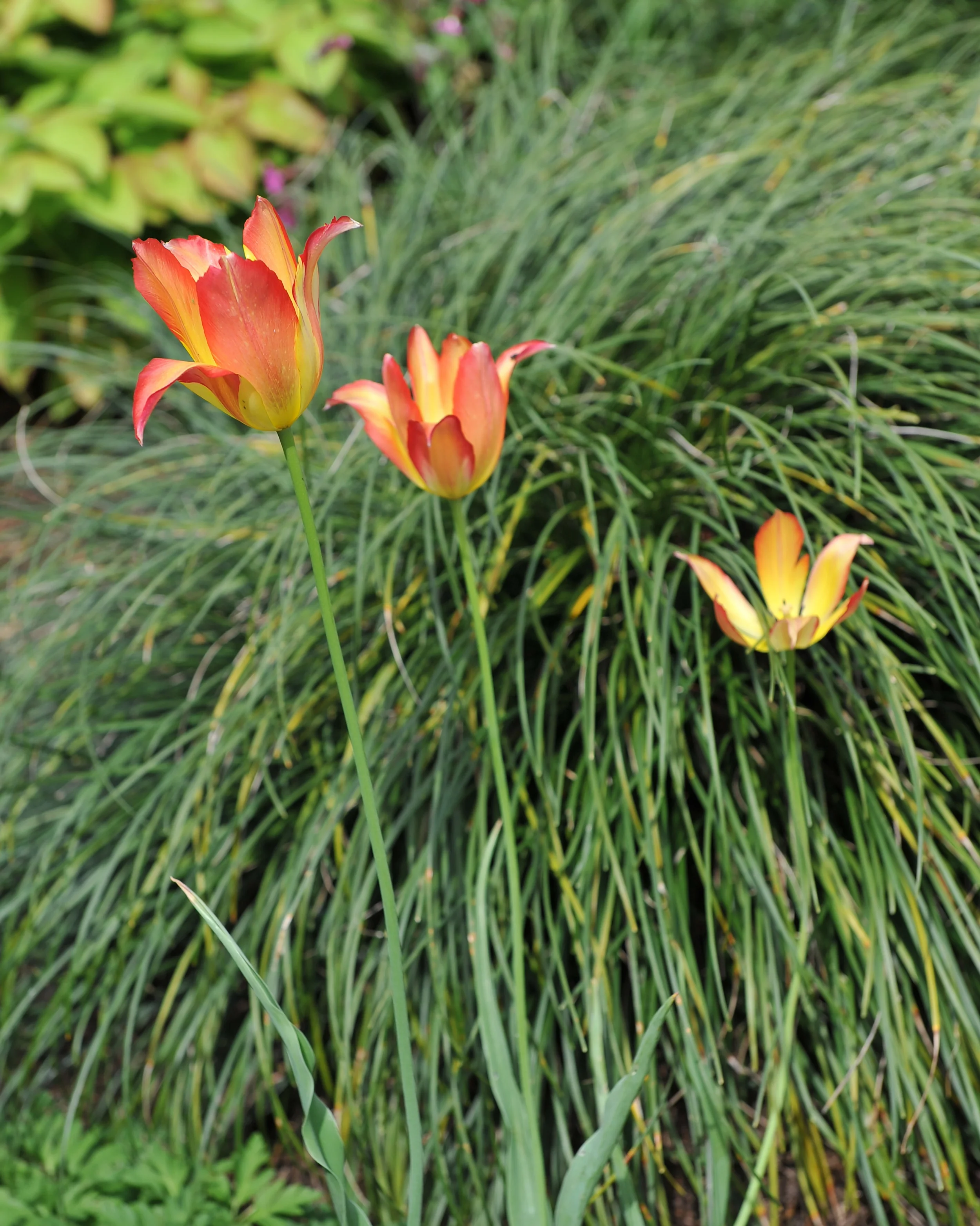 Tulip mauritiana 'Cindy' - Image 2
