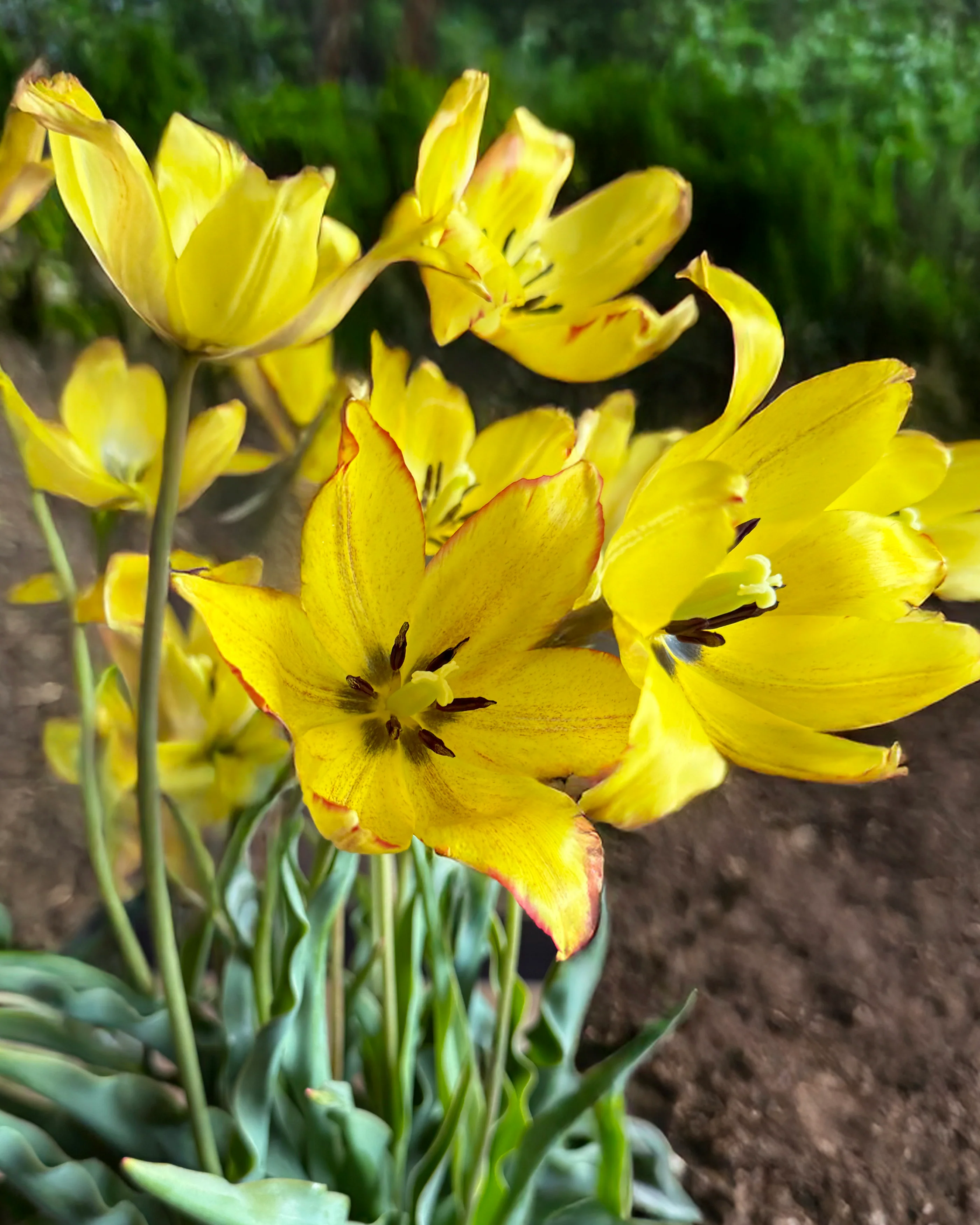 Tulip mauritiana 'Cindy' - Image 4