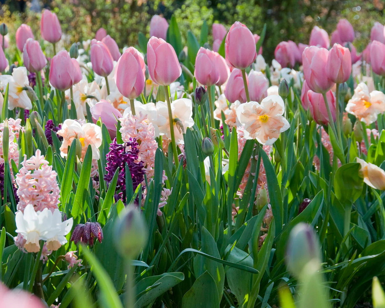 Tulip 'Menton' - Image 10