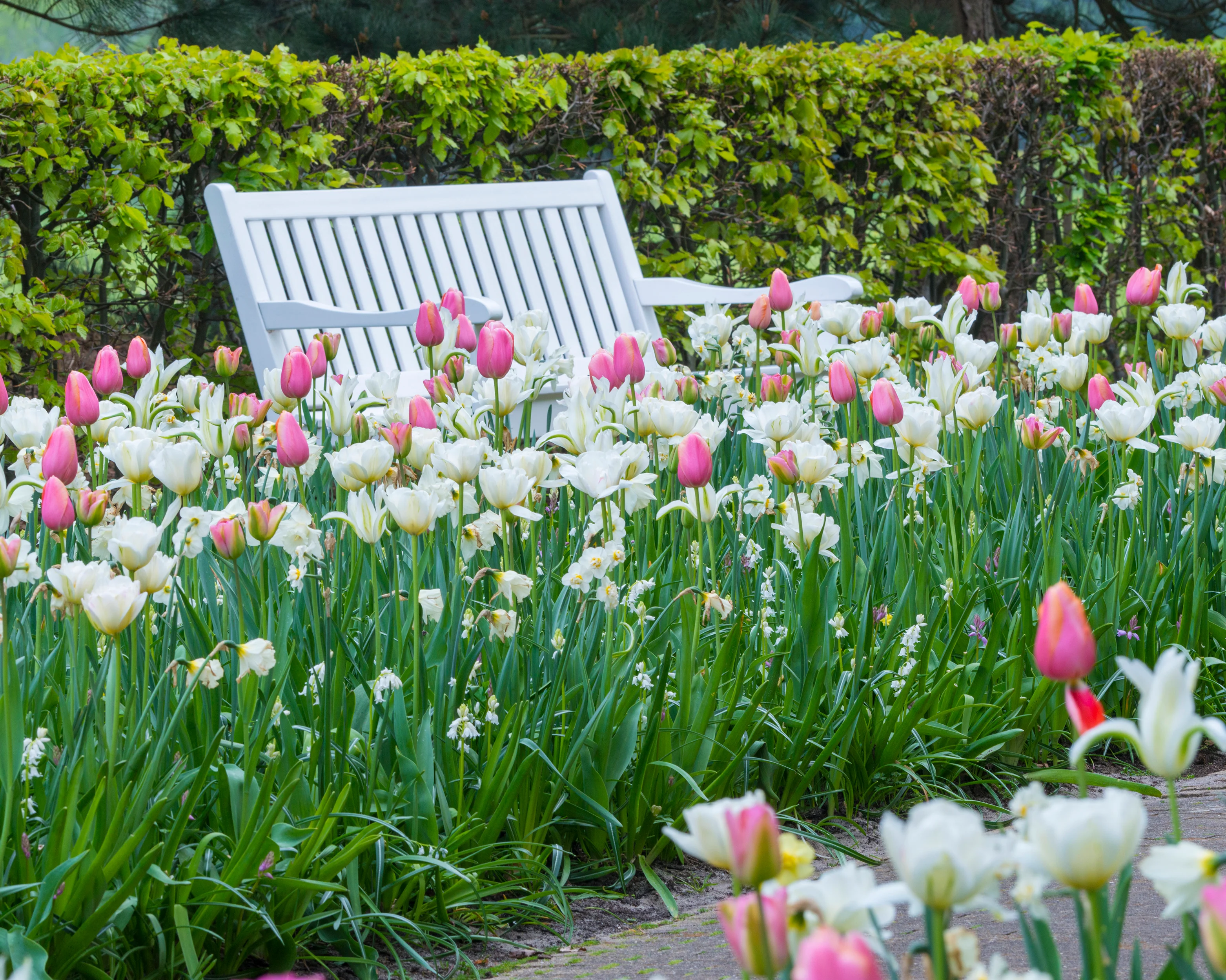 Tulip 'Menton' - Image 2