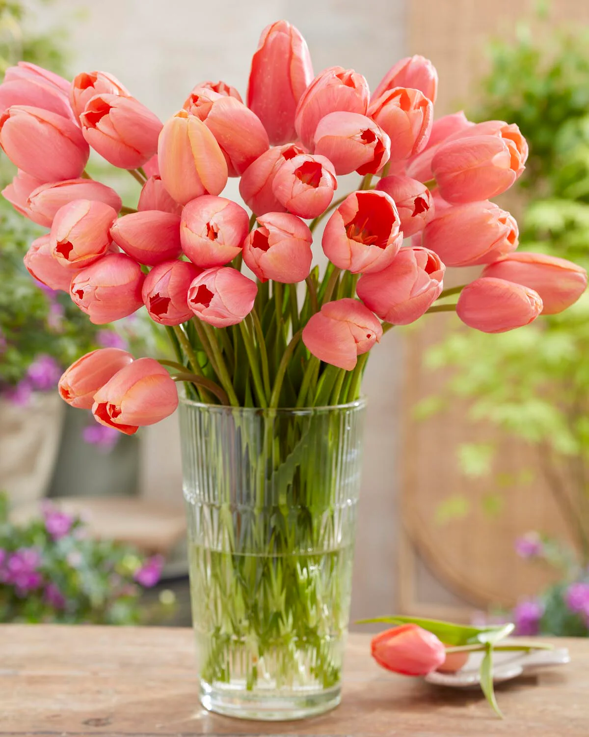 Tulip 'Menton' - Image 4