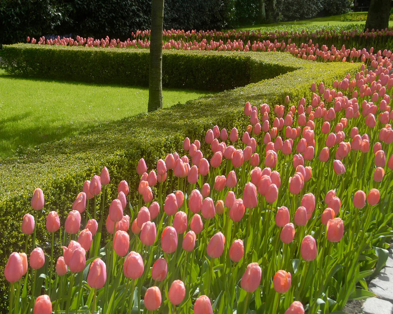 Tulip 'Menton' - Image 8
