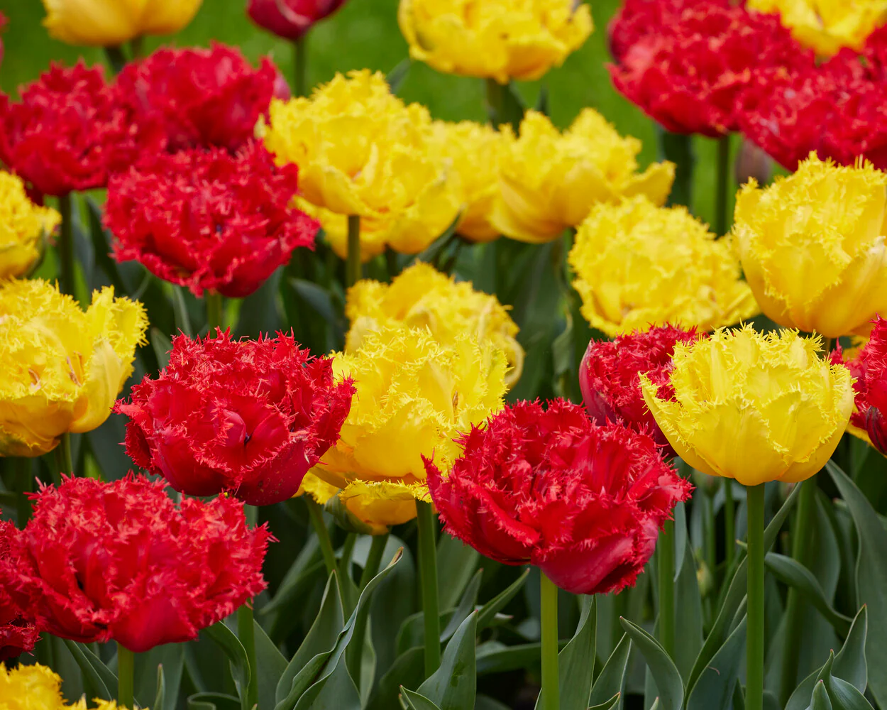 Tulip 'Mi Amor' - Image 4