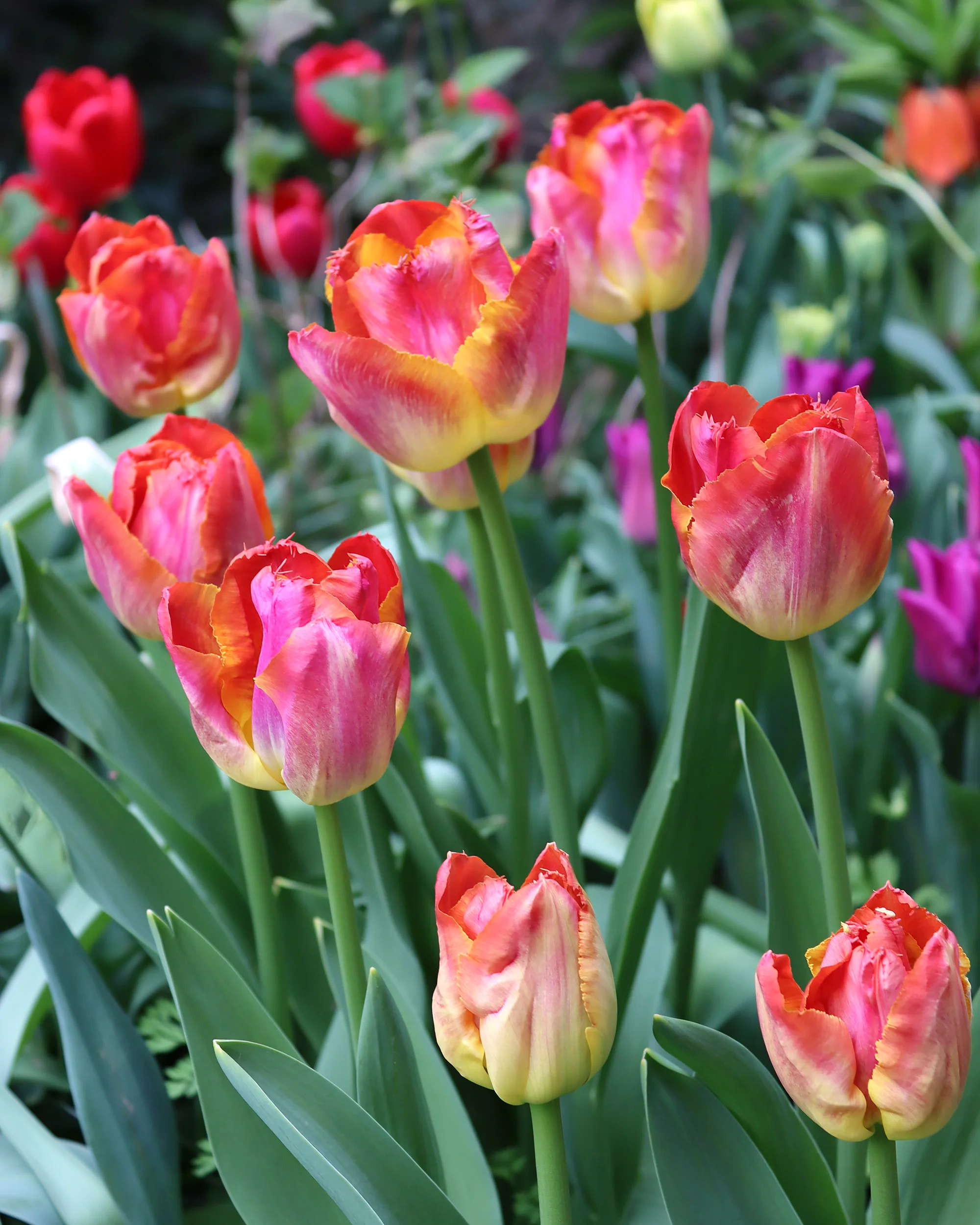 Tulip 'Sunset Miami' - Image 7