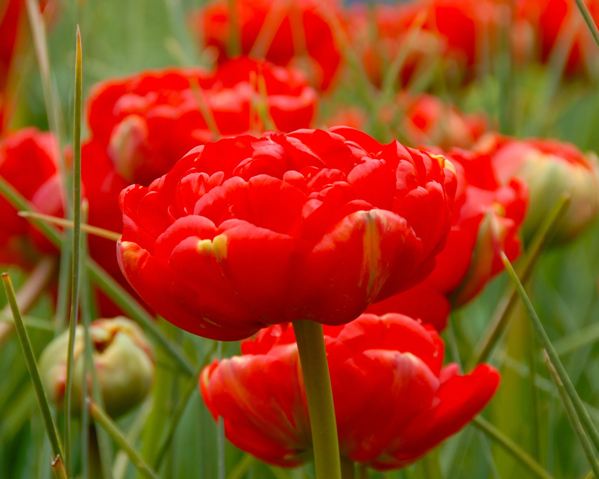 Tulip 'Miranda' - Image 4