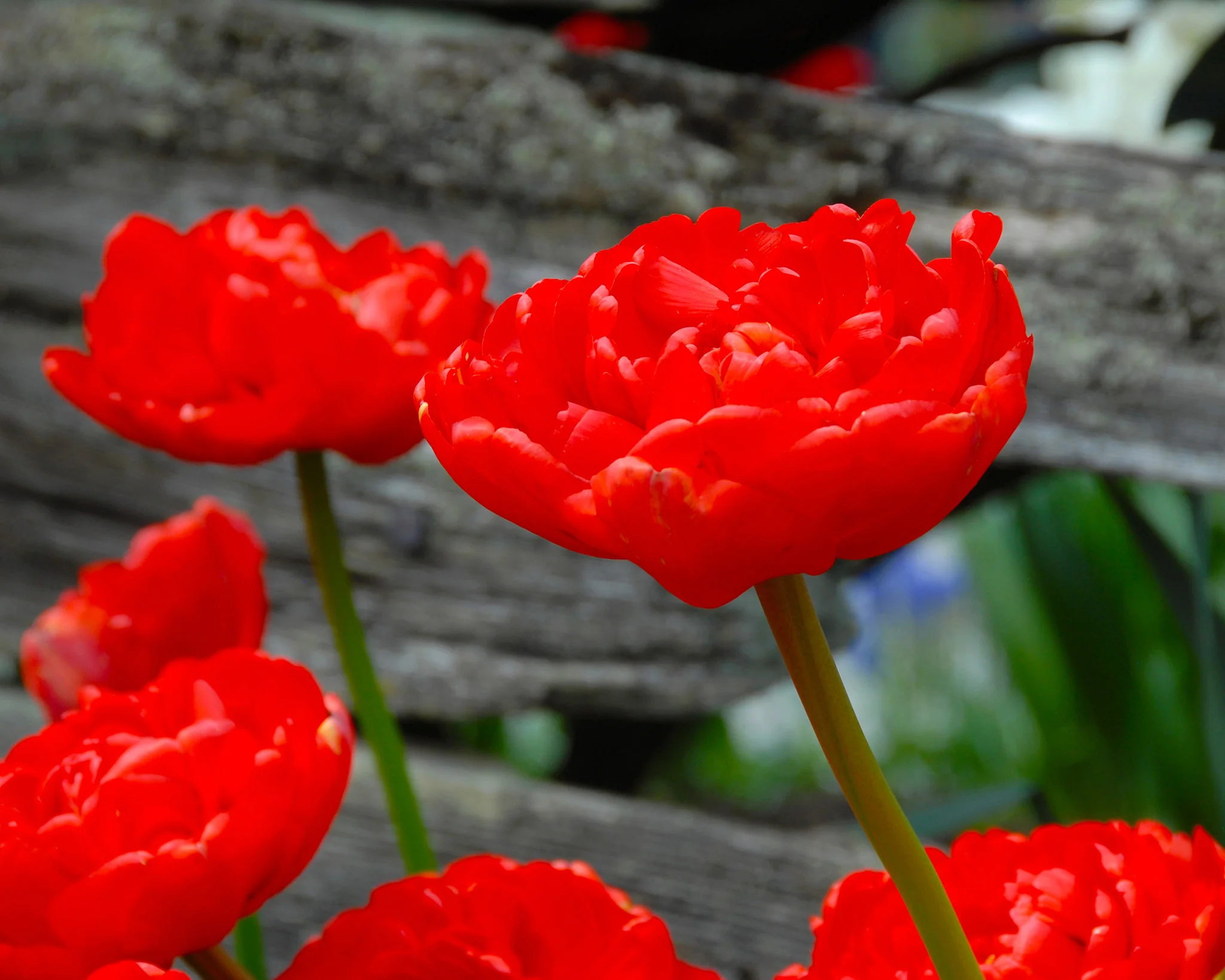Tulip 'Miranda' - Image 5