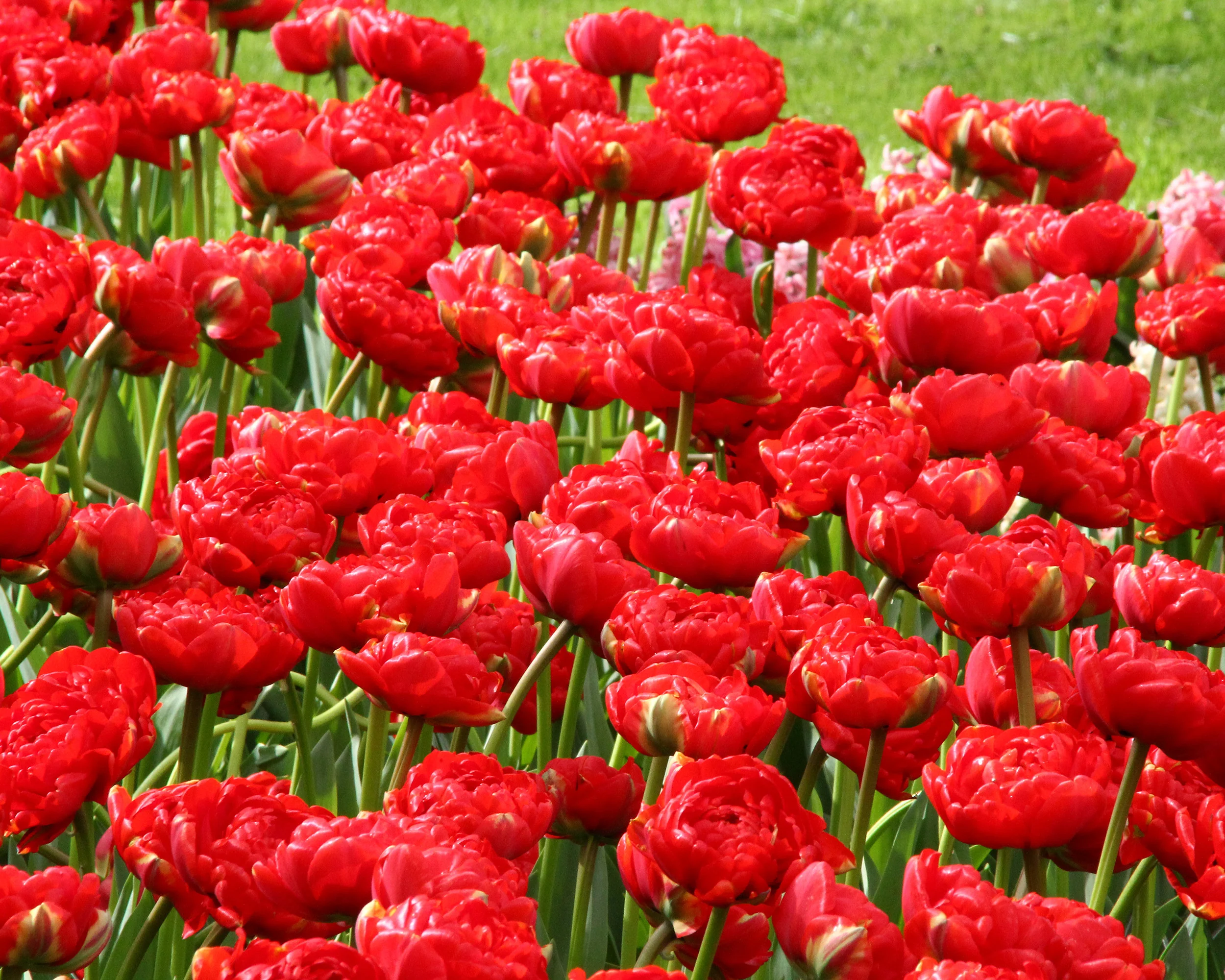 Tulip 'Miranda' - Image 8