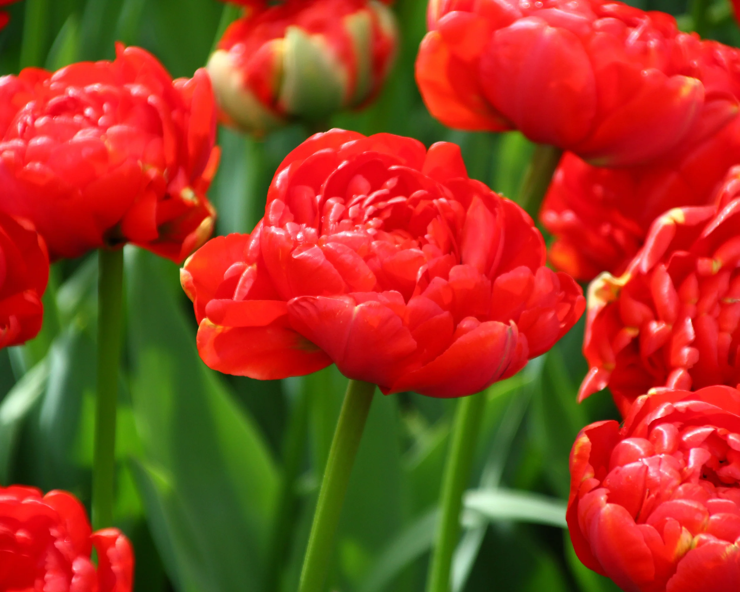 Tulip 'Miranda' - Image 9