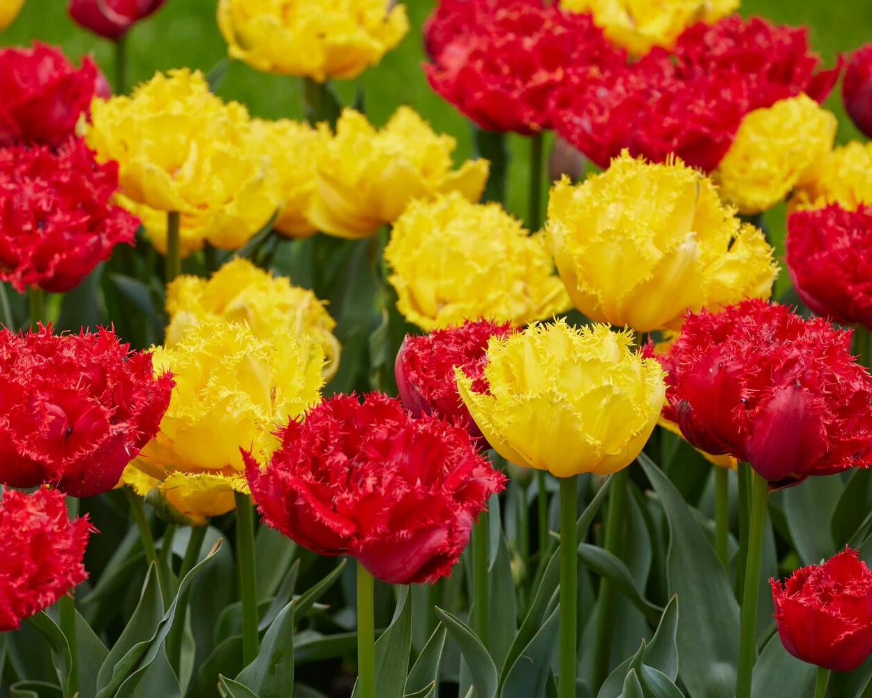 Tulip 'Mon Amour' - Image 12