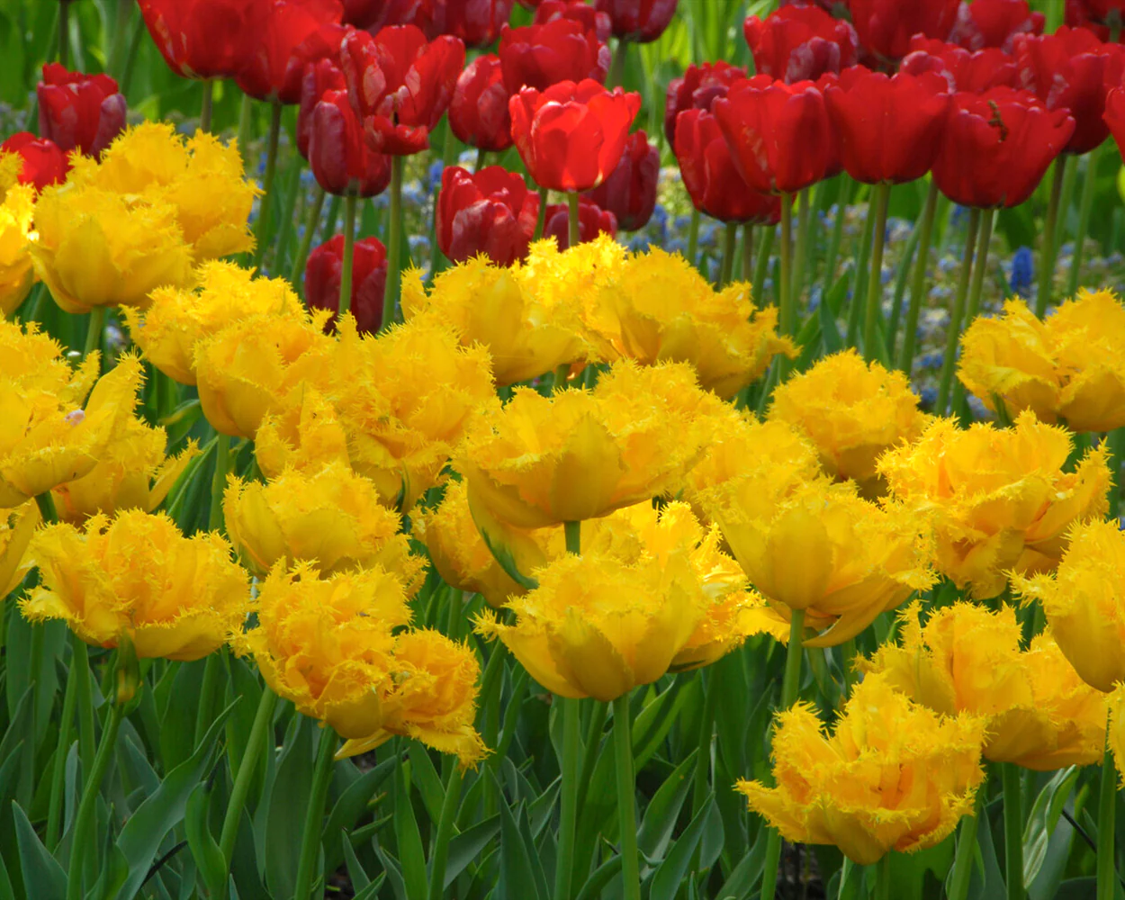 Tulip 'Mon Amour' - Image 5