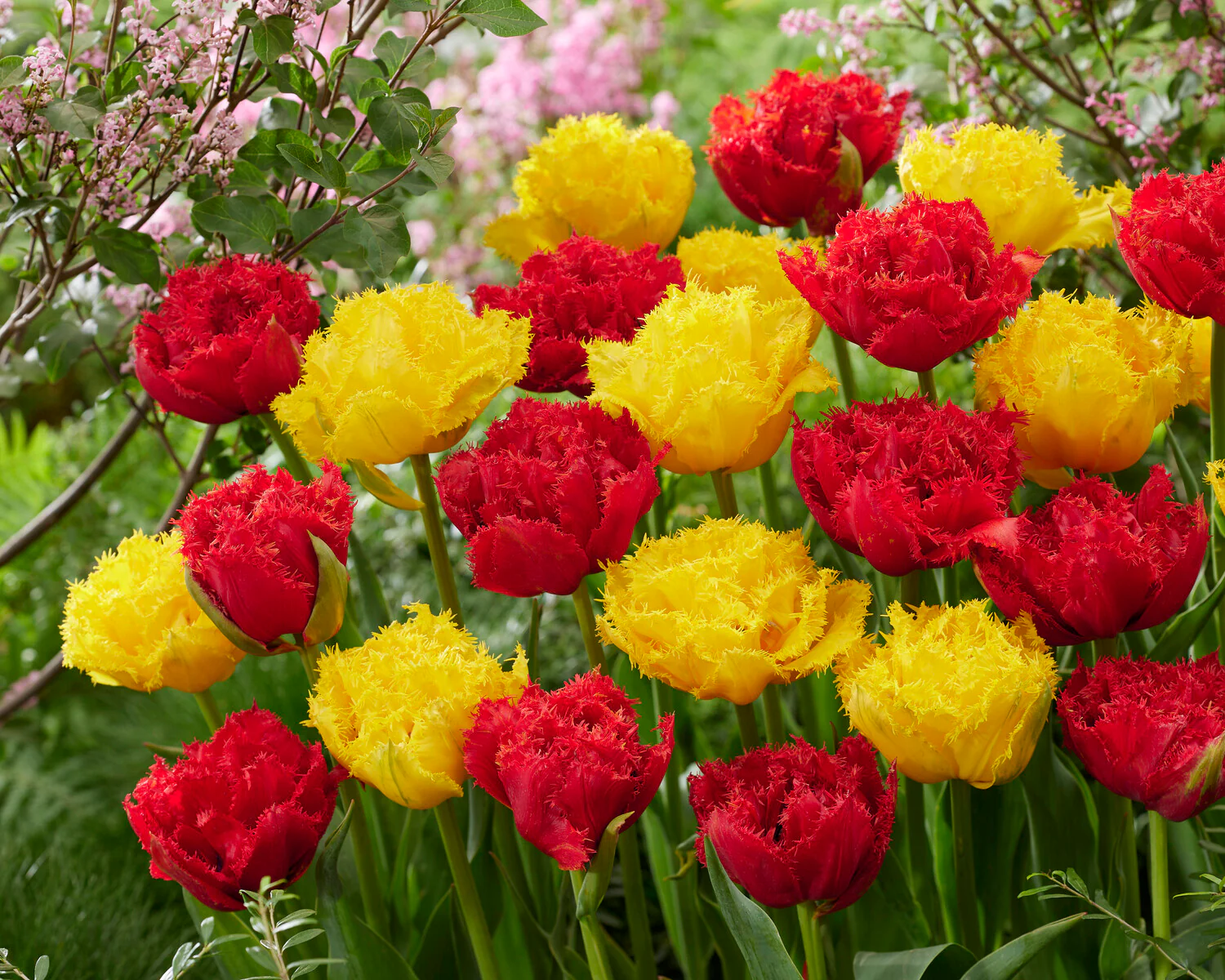 Tulip 'Mon Amour' - Image 7