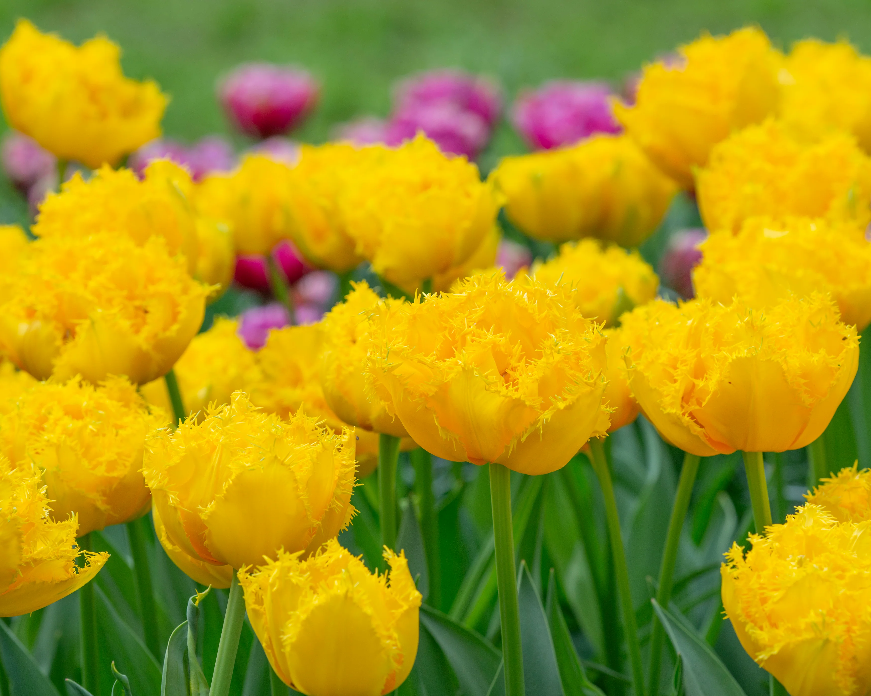 Tulip 'Mon Amour' - Image 9