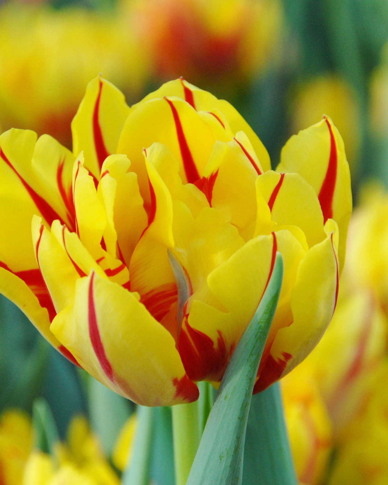 Tulip 'Monsella'