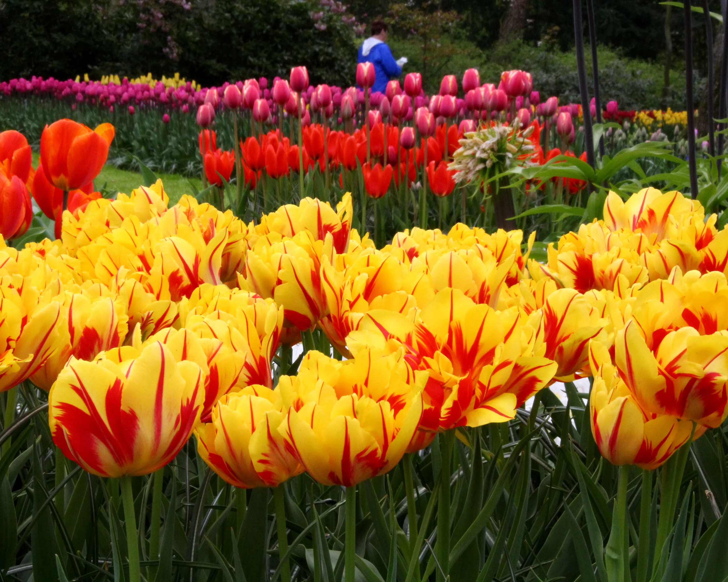 Tulip 'Monsella' - Image 2