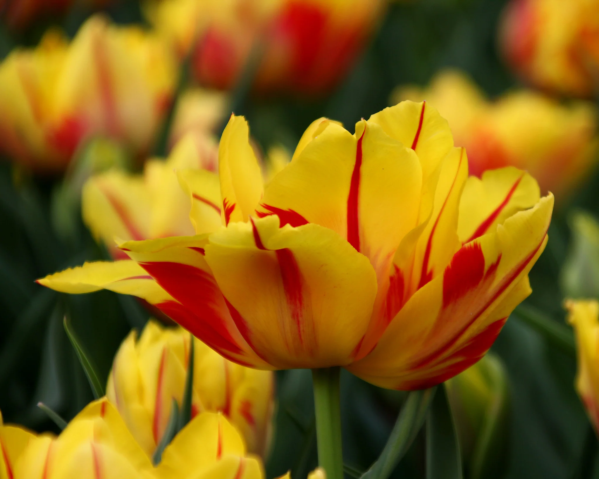 Tulip 'Monsella' - Image 4