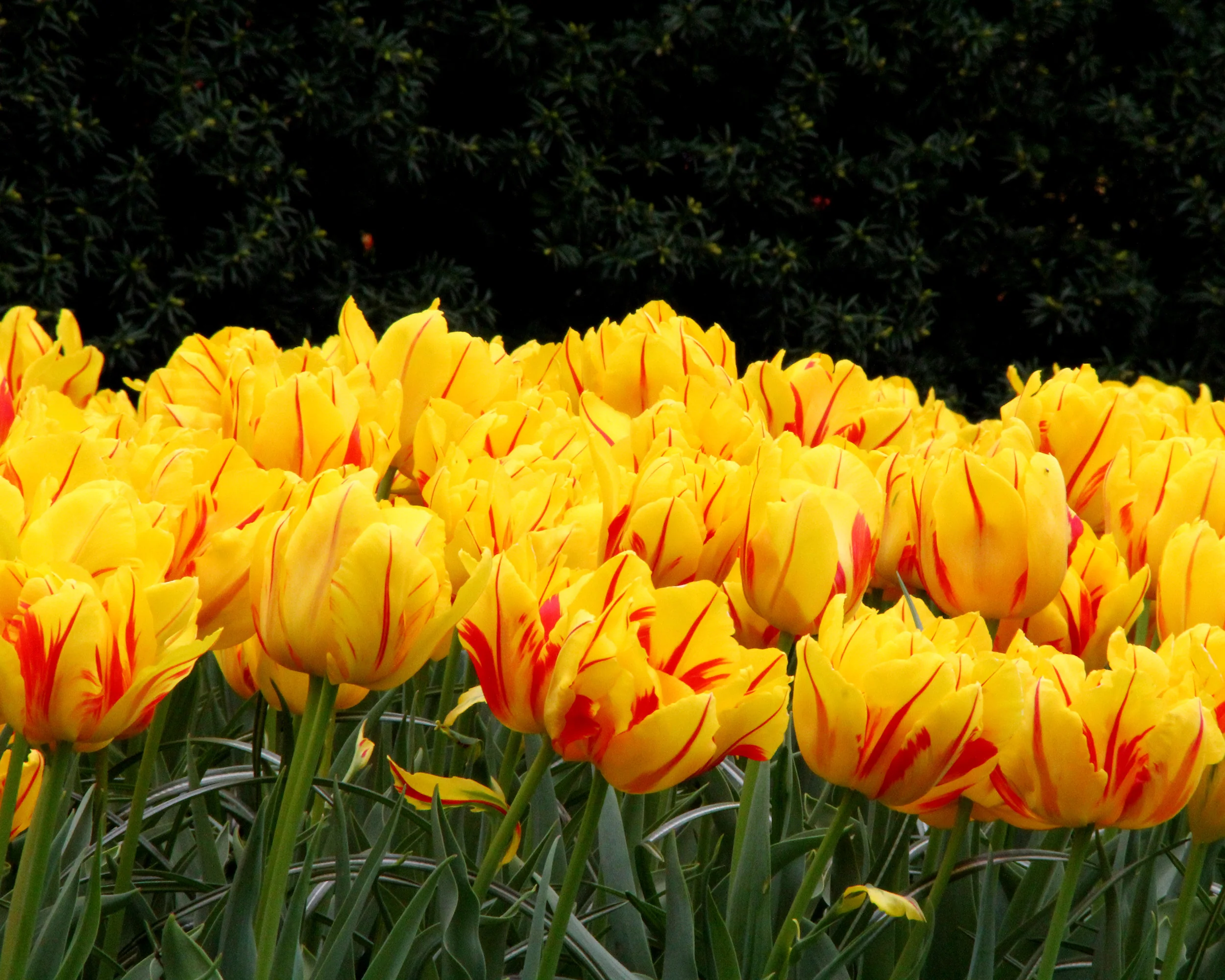 Tulip 'Monsella' - Image 9