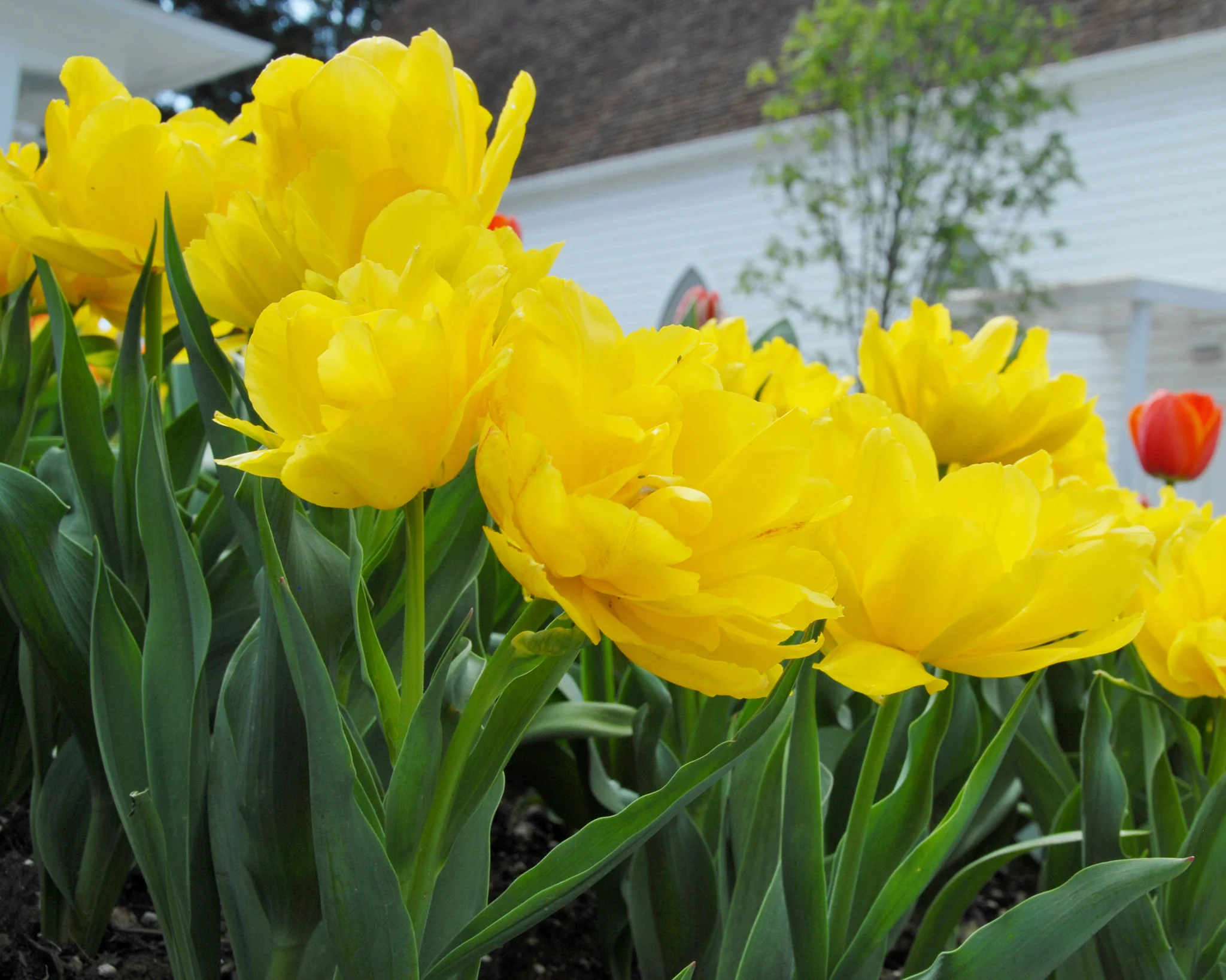 Tulip 'Monte Carlo' - Image 4