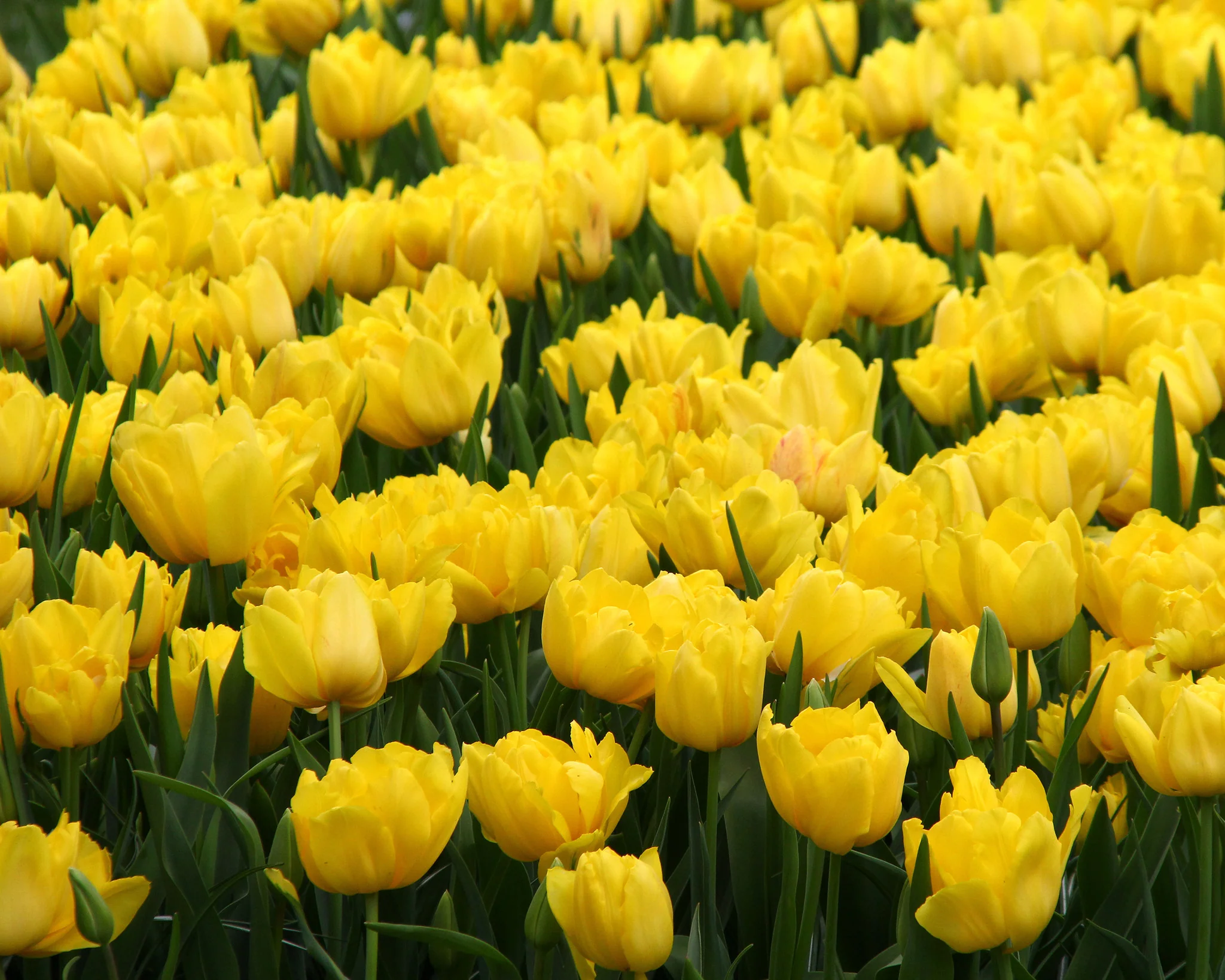 Tulip 'Monte Carlo' - Image 5