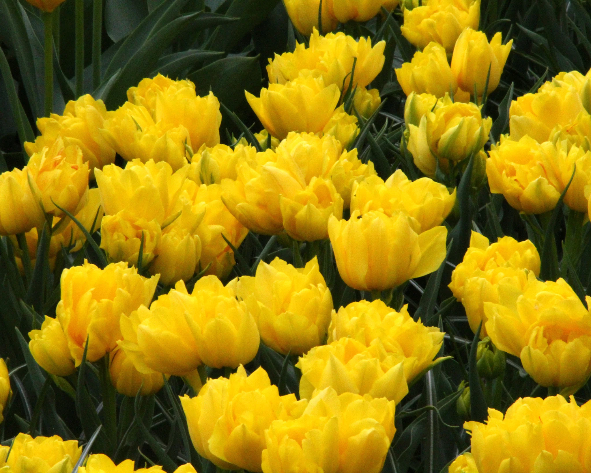 Tulip 'Monte Carlo' - Image 7