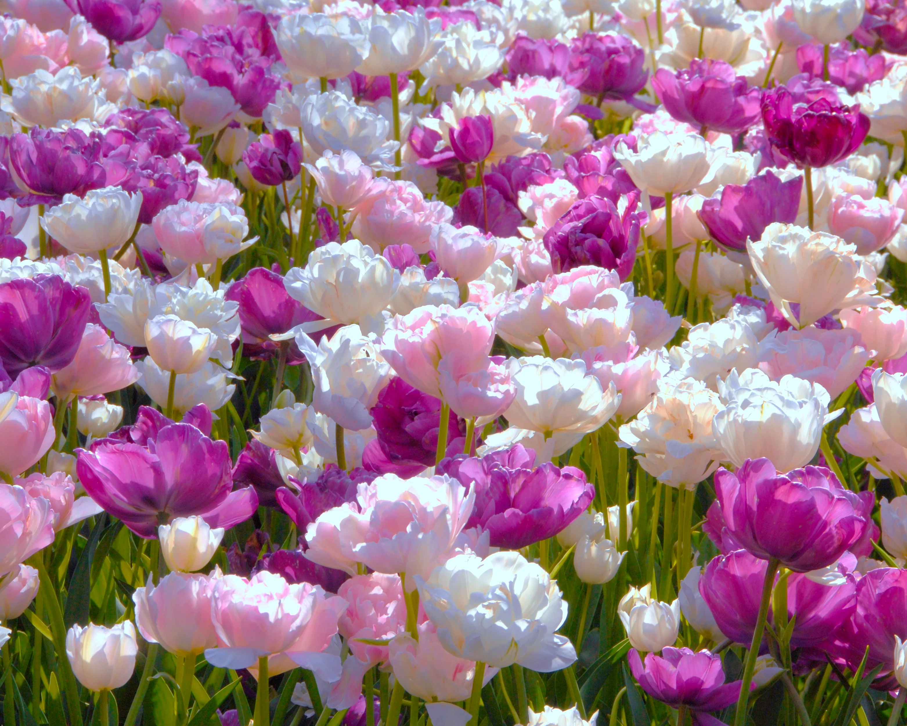 Tulip 'Mount Tacoma' - Image 10