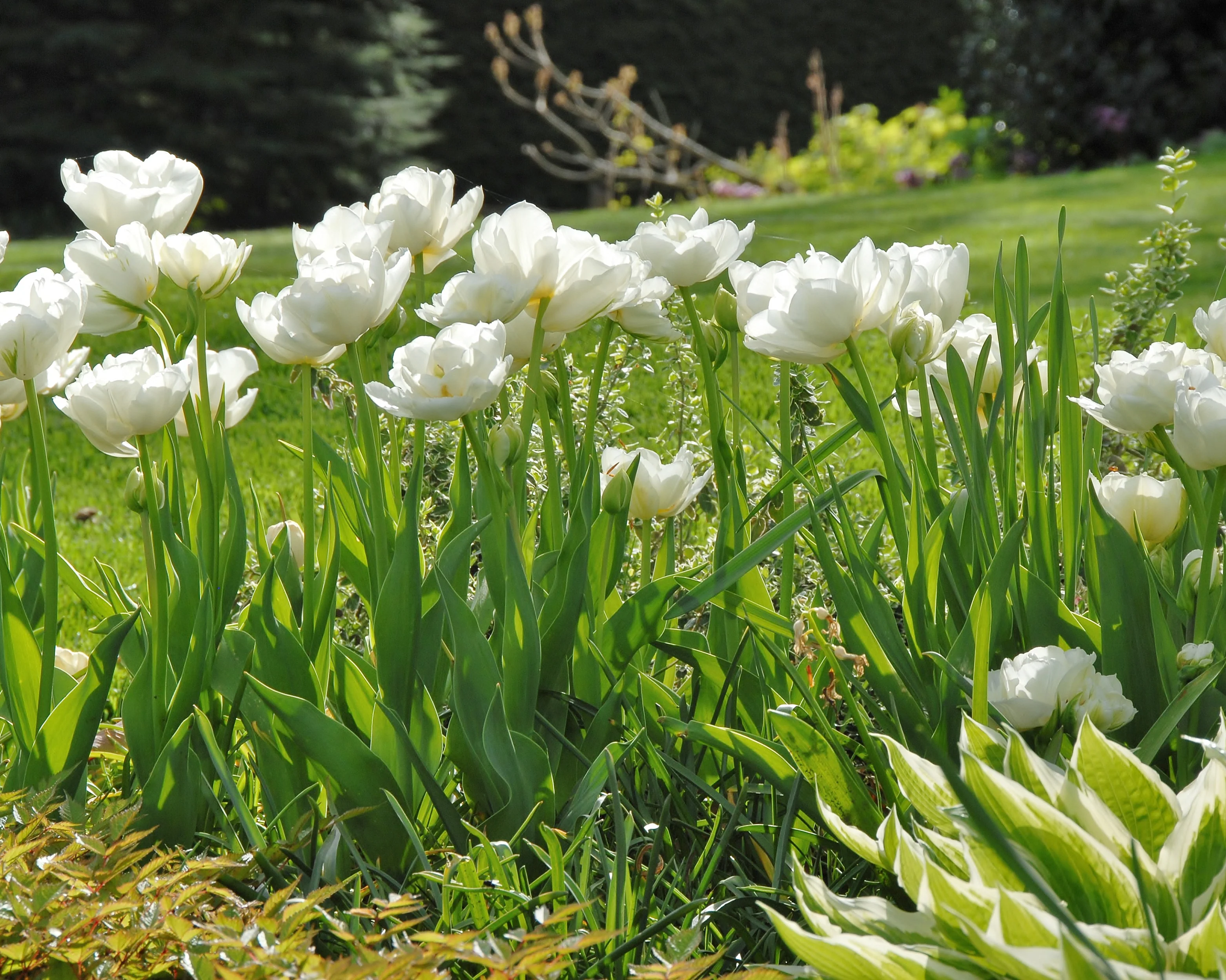 Tulip 'Mount Tacoma' - Image 11
