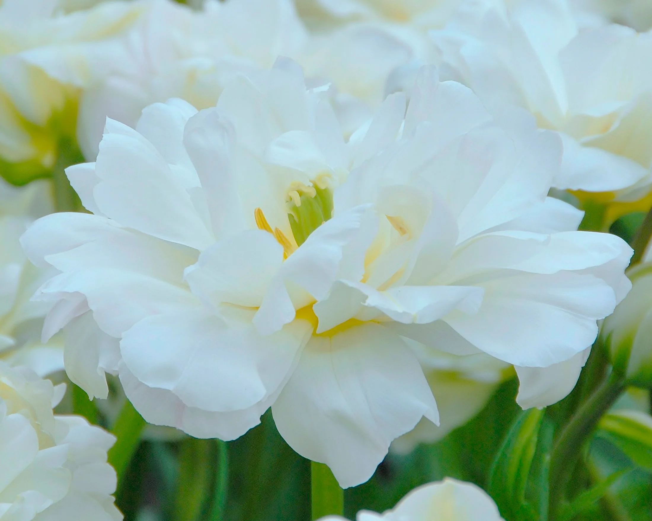 Tulip 'Mount Tacoma' - Image 3