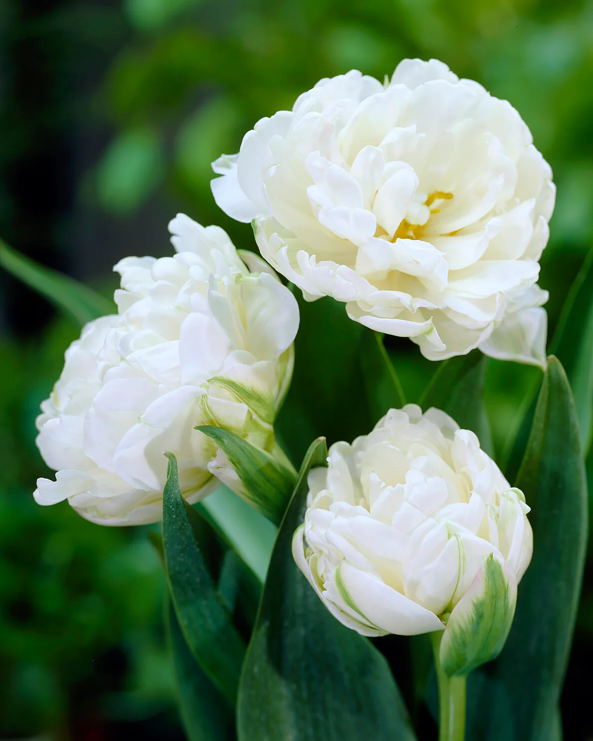 Tulip 'Mount Tacoma' - Image 5