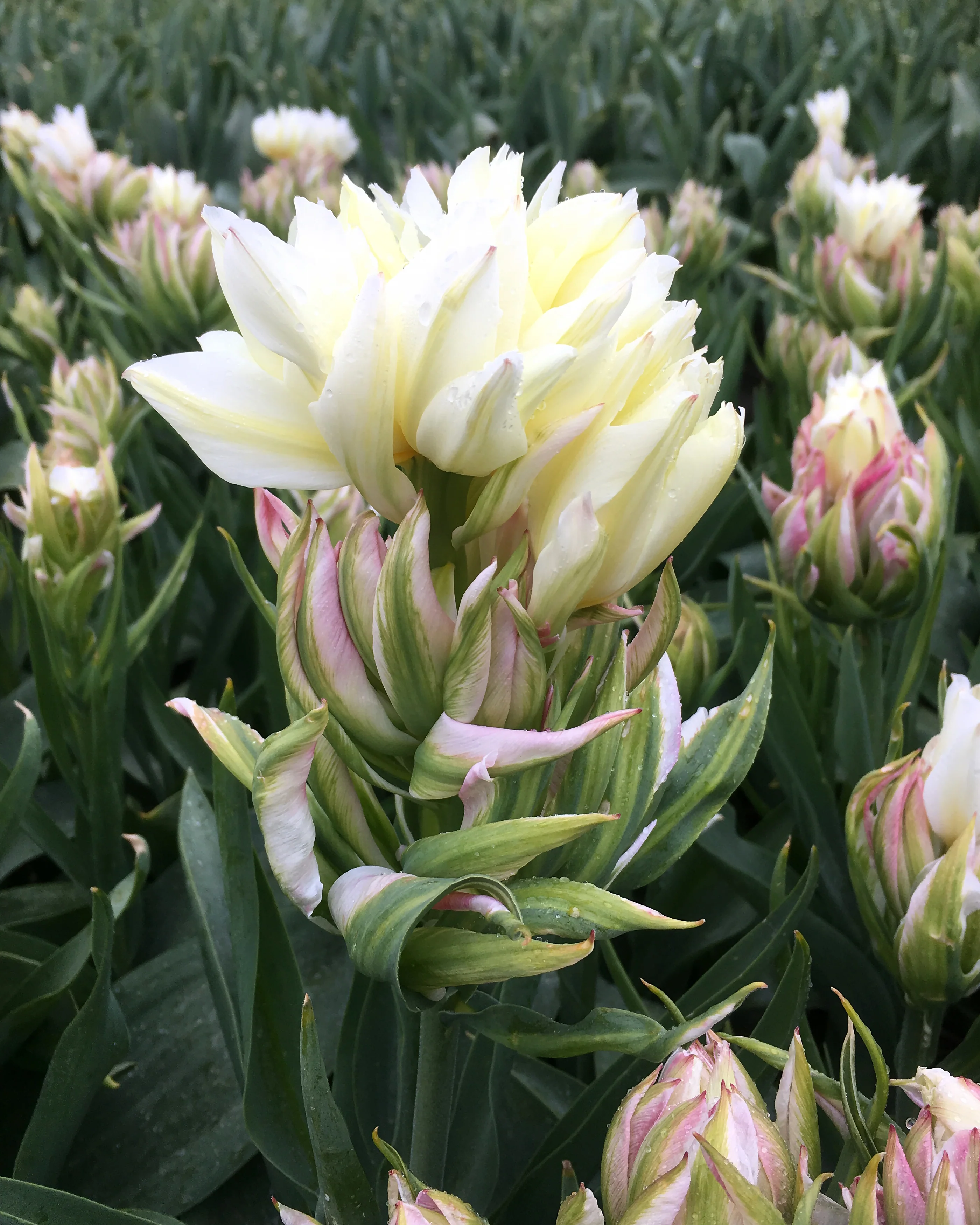 Tulip 'Mystery Valley' - Image 2
