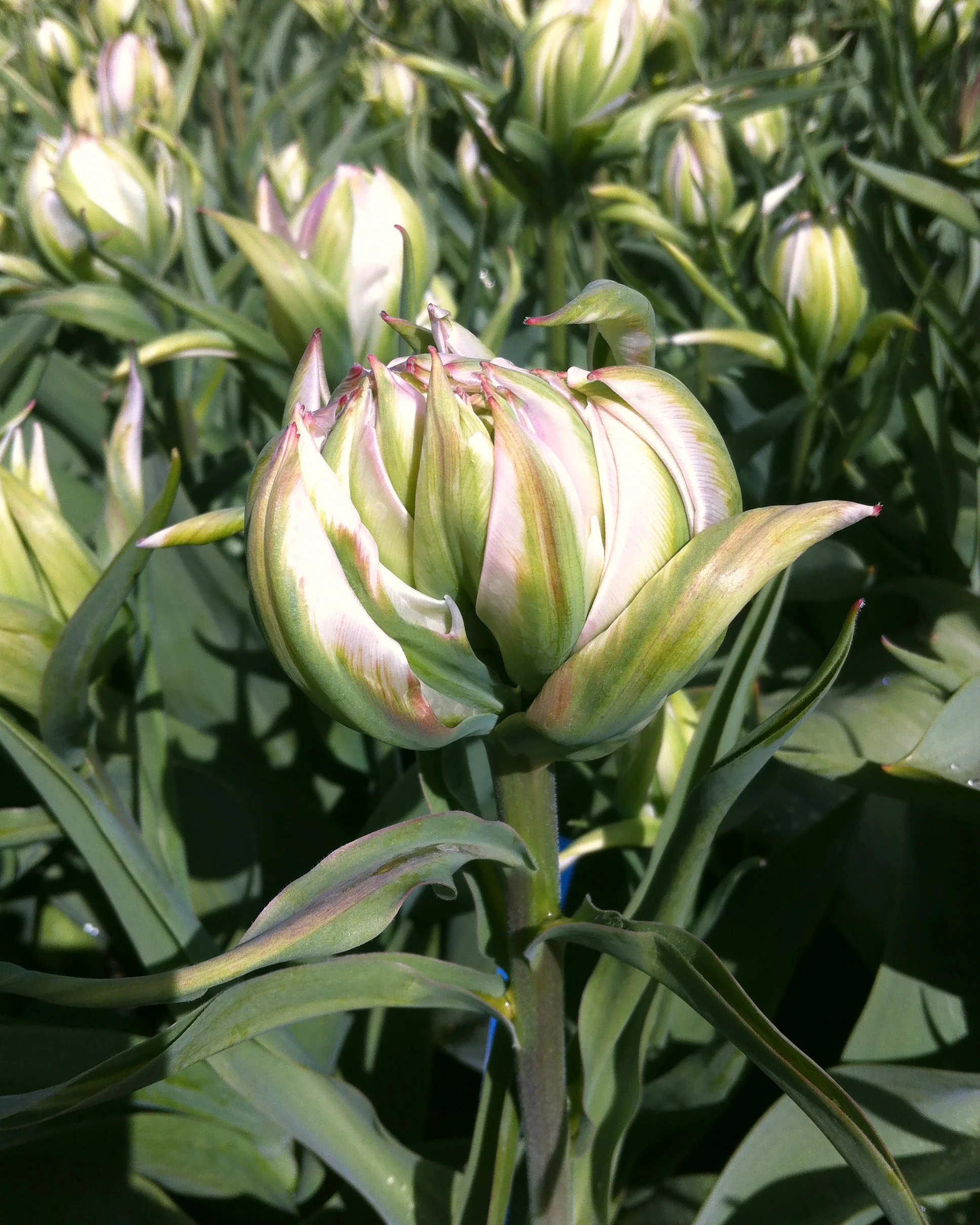 Tulip 'Mystery Valley' - Image 4