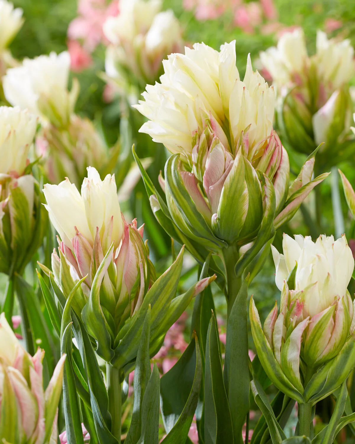 Tulip 'Mystery Valley' - Image 5