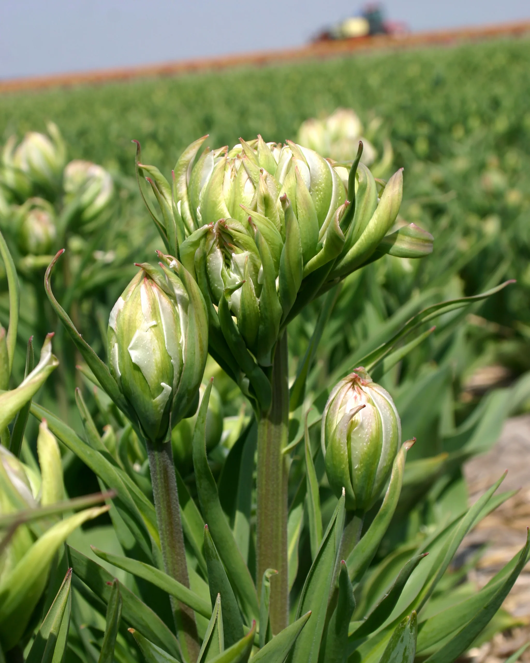 Tulip 'Mystery Valley' - Image 6