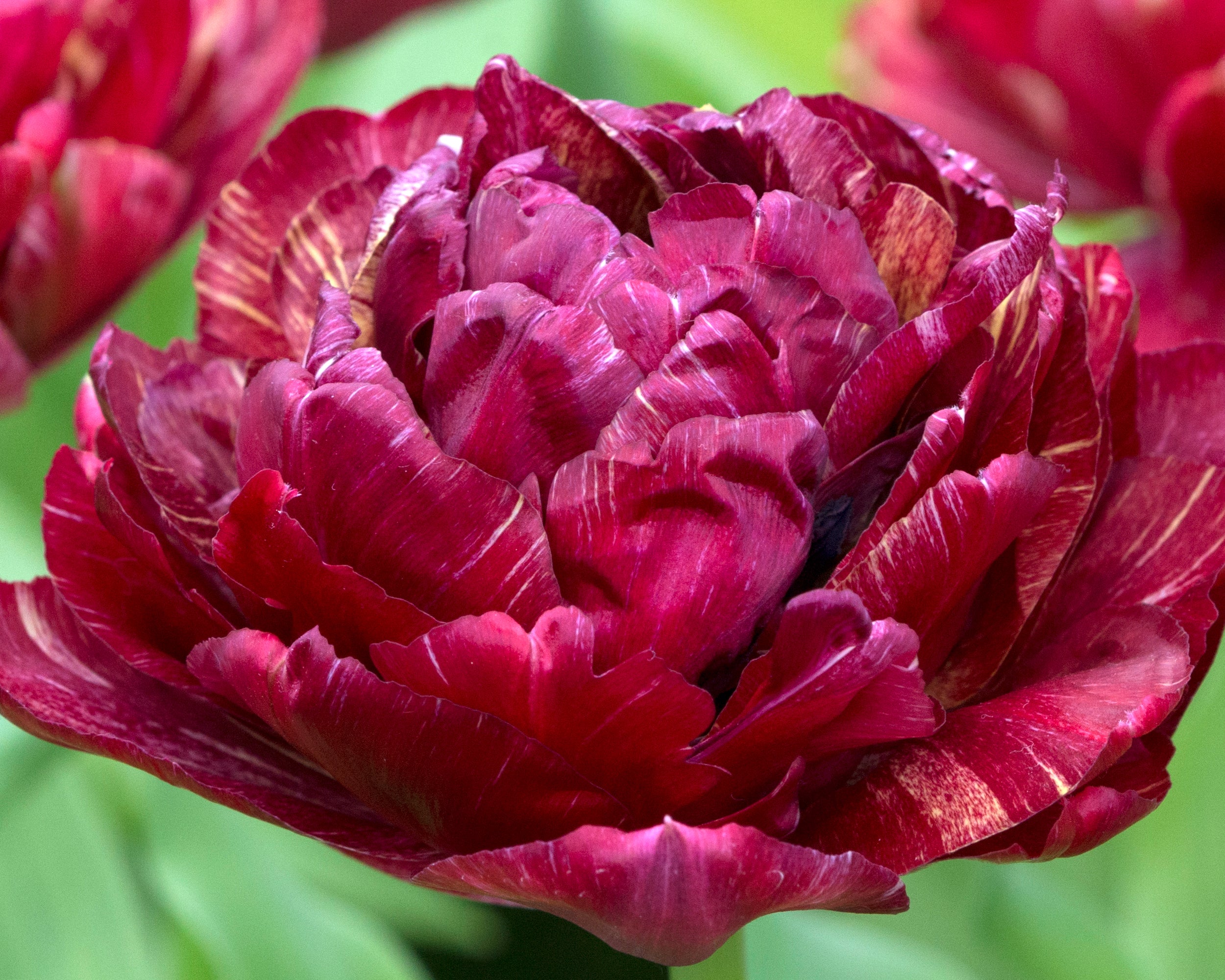Tulip 'Nachtwacht' - Image 10